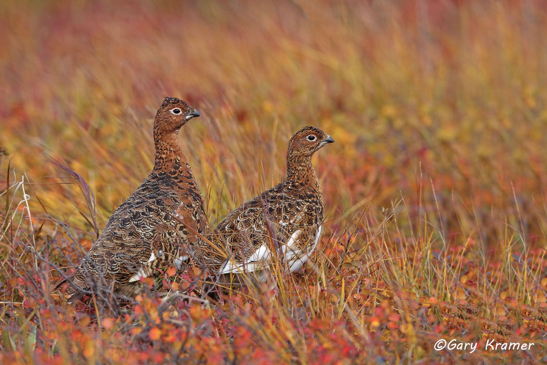 Willow Ptarmigan (summer-fall) (Lagopus lagopus) - NBGPw#264d