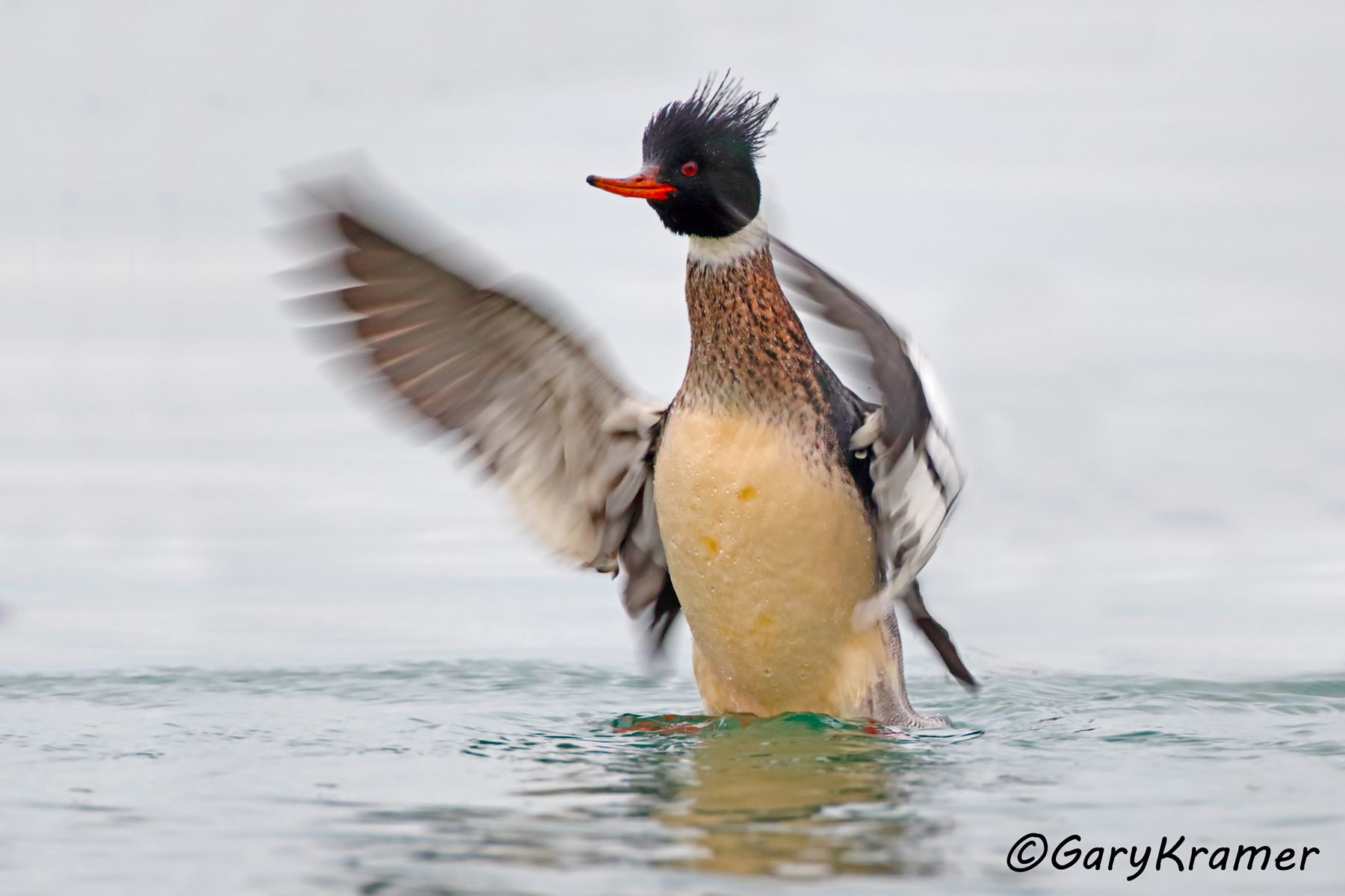 Red-breasted Merganser (Mergus serrator)  Red-breasted Merganser (Mergus serrator) - NBWMr#138d