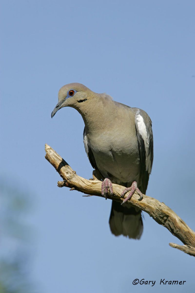 White-winged Dove (Zenaida asiatica) - NBDWw#217d