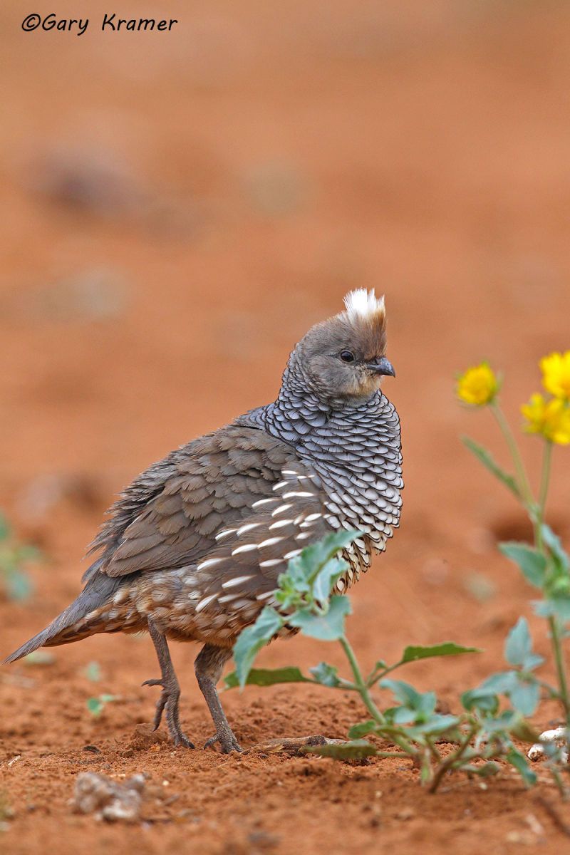 Scaled Quail (Callipepla squamata) - NBGQs#068d