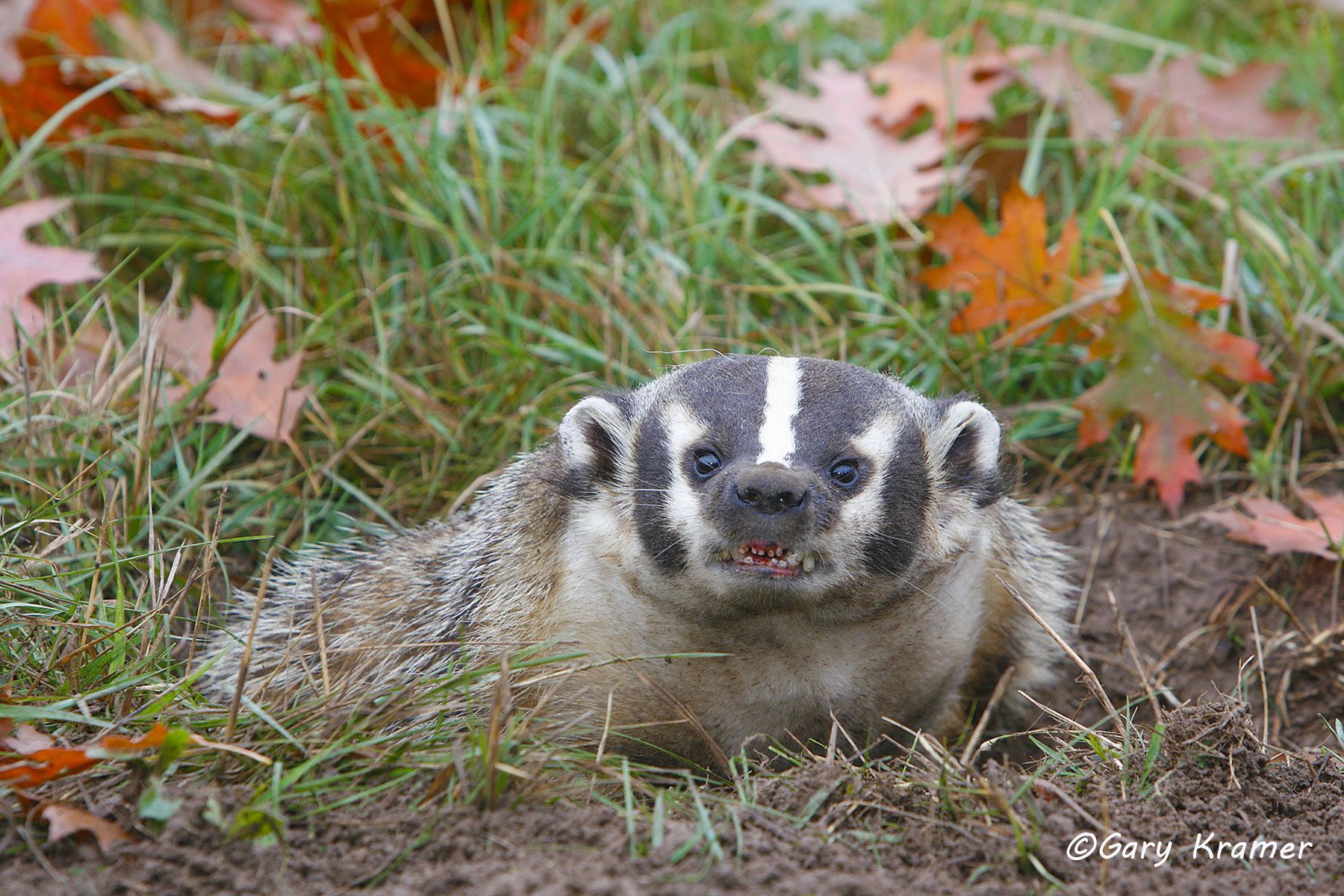 Badger (Taxidea taxus) by GaryKramer.net, 530-934-3873, gkramer@cwo.com - Published:  American Sportsman Calendar 2014 Badger (Taxidea taxus) - NMMB#173d