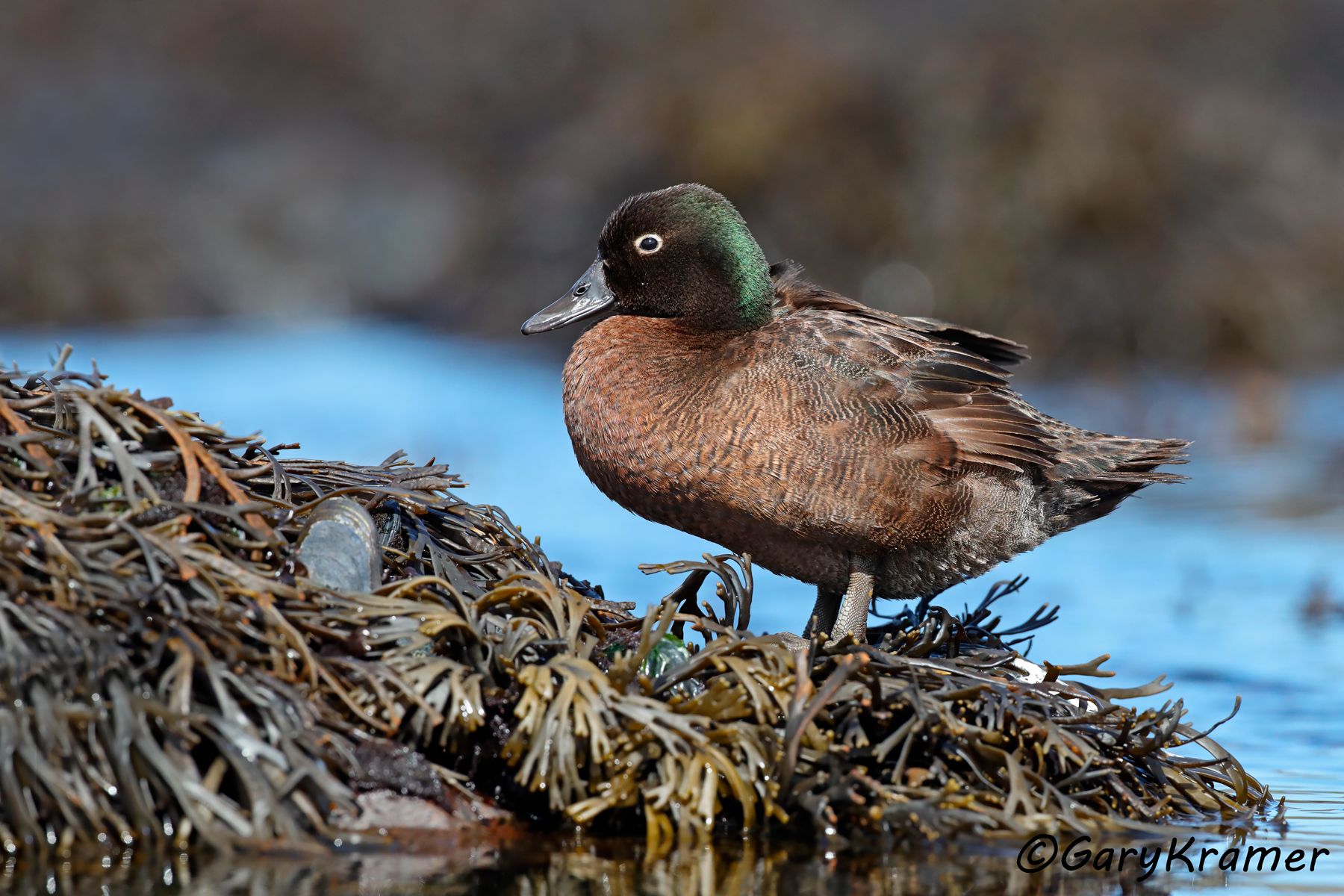 Campbell Teal (Anas nesiotis) Campbell Teal (Anas nesiotis) - OBWTci#122d