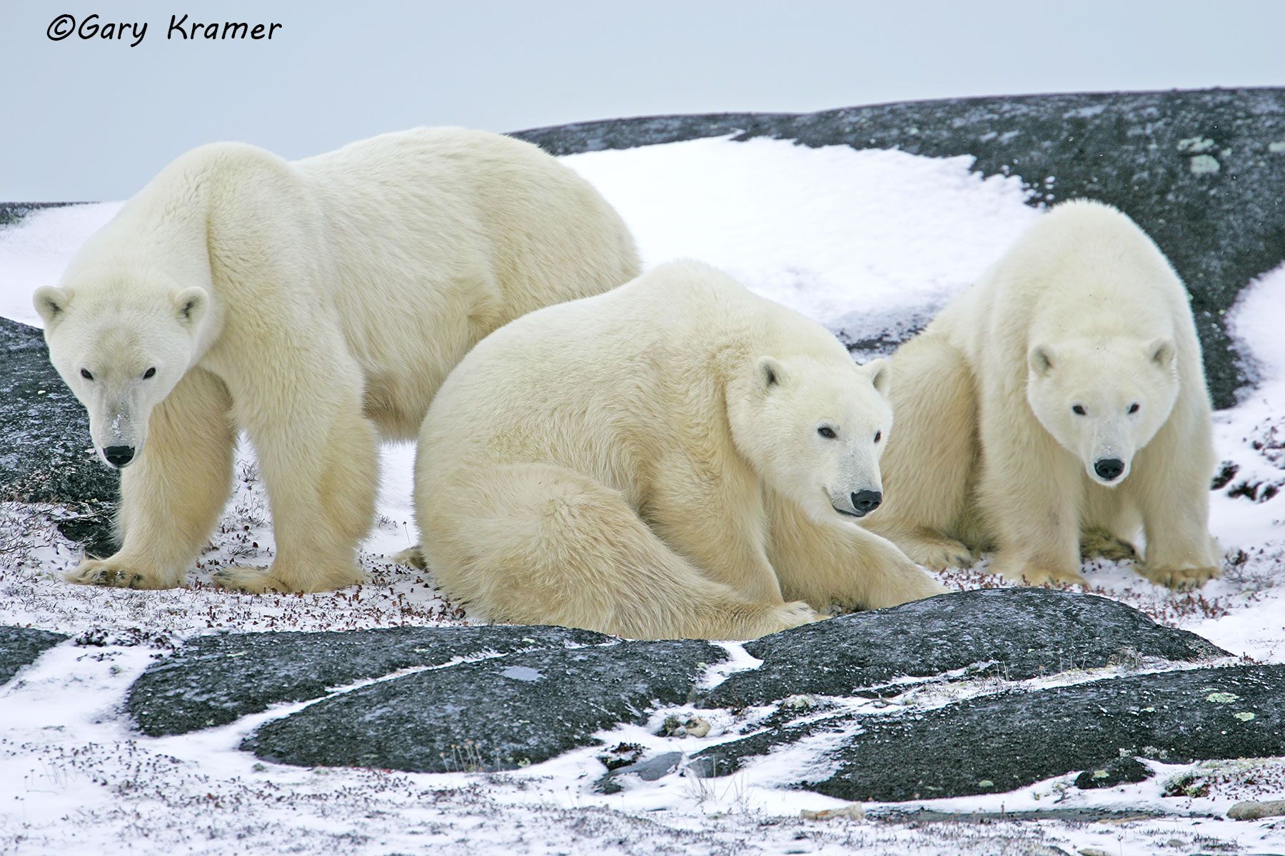 Polar Bear (Thalarctos maritimus) by GaryKramer.net, 530-934-3873, gkramer@cwo.com Polar Bear (Thalarctos maritinus) - NMBP#144d