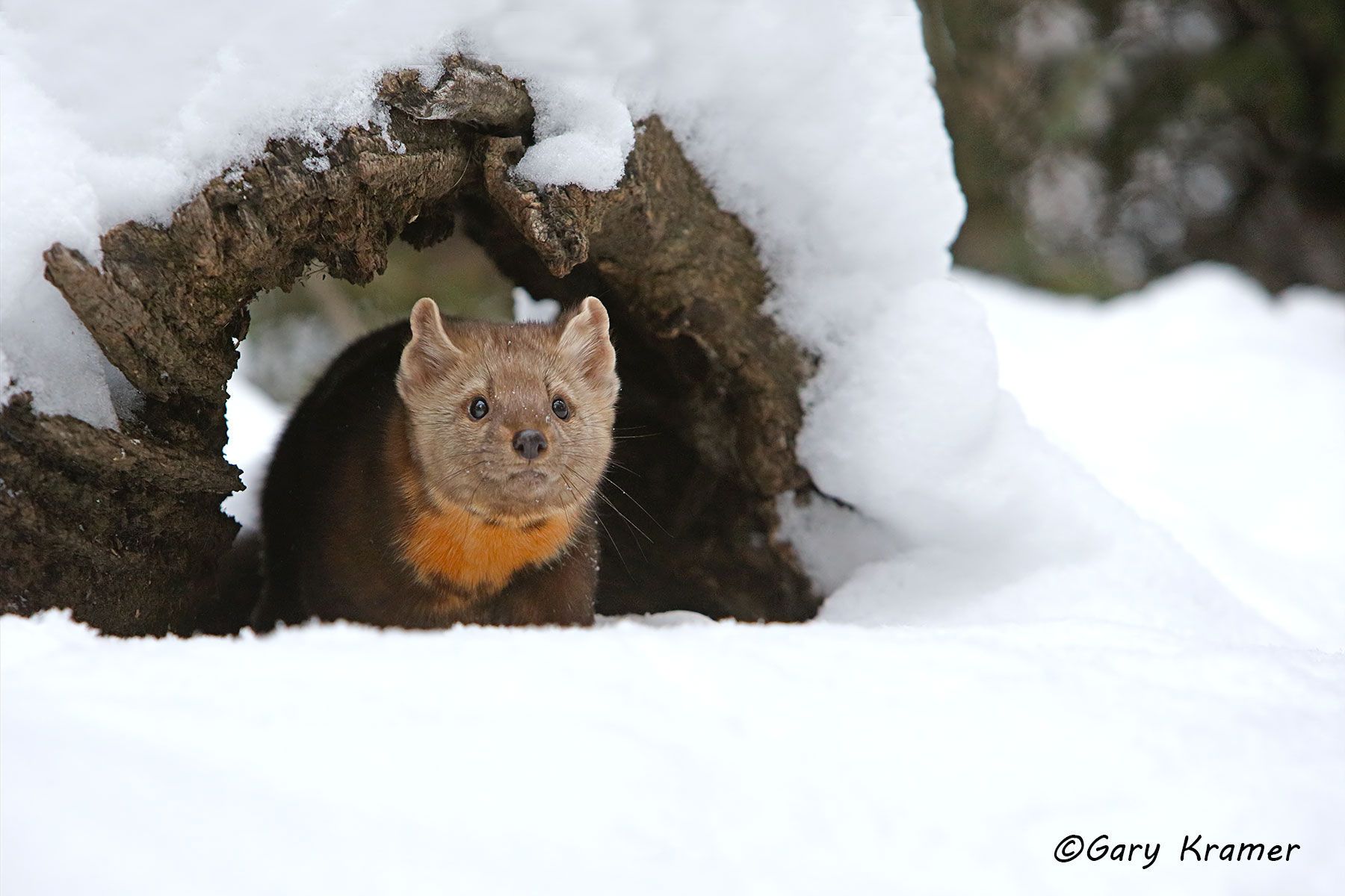 Marten (Martes americana) by GaryKramer.net, 530-934-3873, gkramer@cwo.com Marten (Martes americana) - NMM#106d