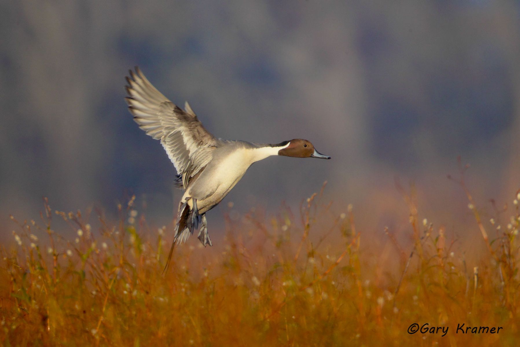 Northern Pintail (Anas acuta)  - NBWP#4110d