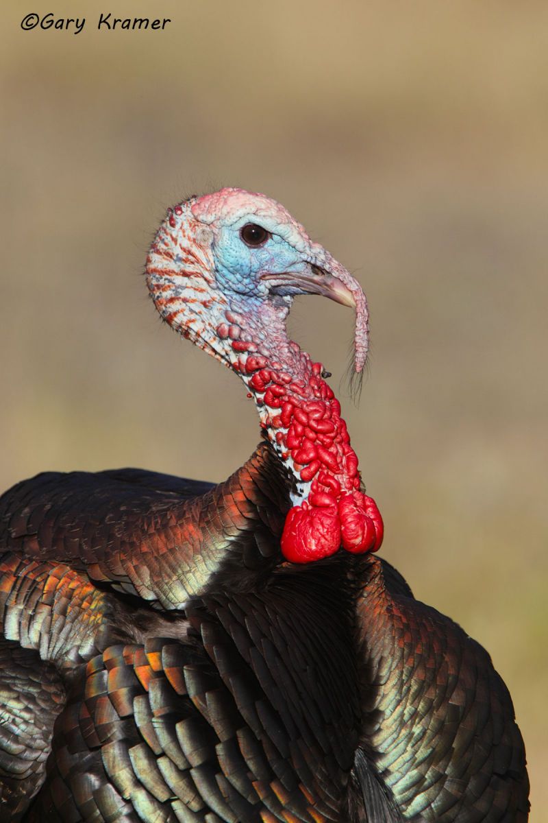 Wild Turkey (Rio Grande) (Meleagris gallopavo intermedia) by GaryKramer.net, 530-934-3873, gkramer@cwo.com Wild Turkey (Rio Grande) (Meleagris gallopavo intermedia) - NBGTr#1787d