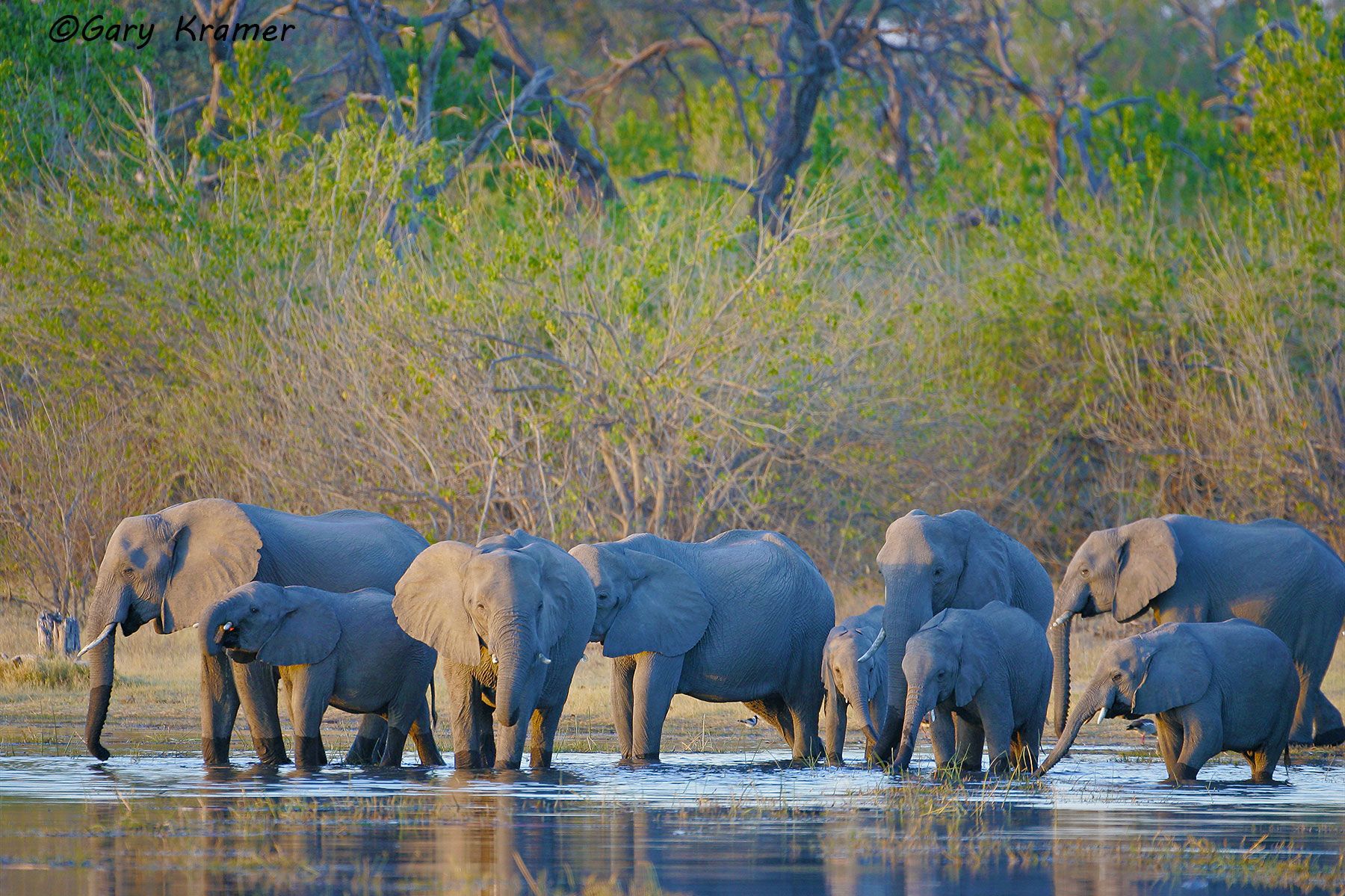 African Elephant (Loxodonta africana) African Elephant (Loxodonta africana) - AME#490d