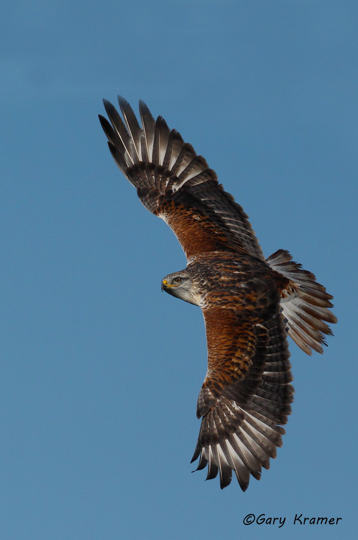 Ferruginous Hawk (Buteo regalis) - NBHF#160d