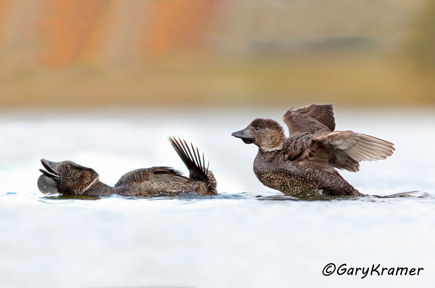 Musk Duck (Biziura lobata)  Musk Duck (Biziura lobata) - OBWDm#276d(3)