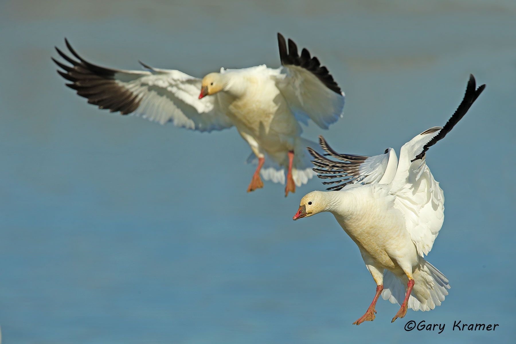 Ross's Goose (Anser rossii) - NBWRg#712