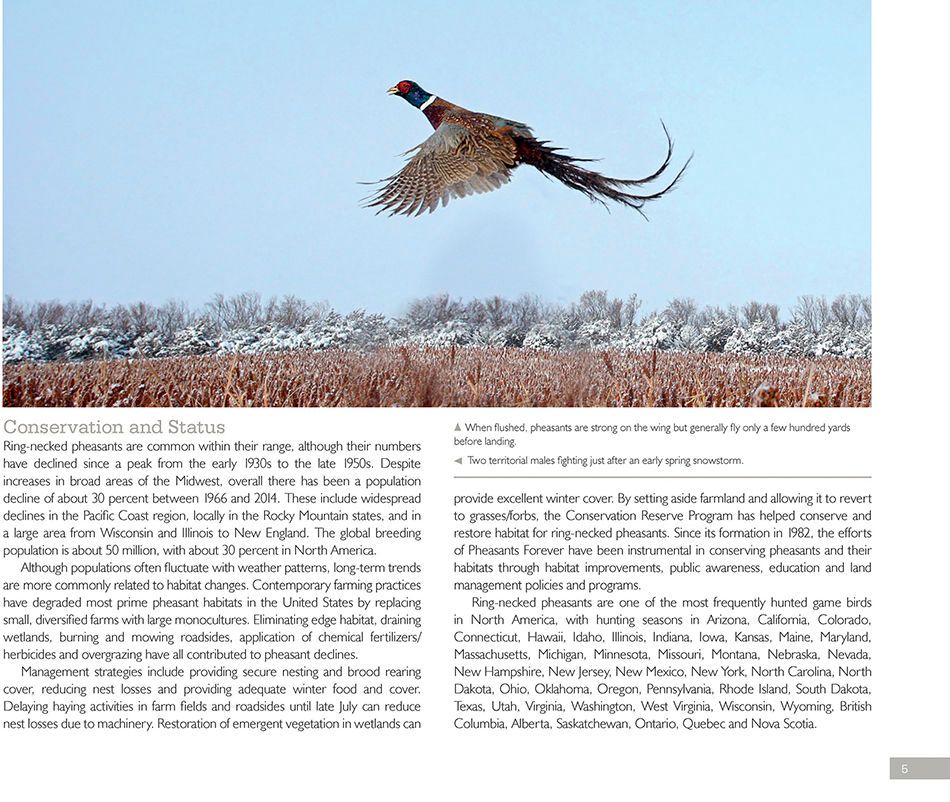 1r2_ring_necked_pheasant__page_3bx.jpg