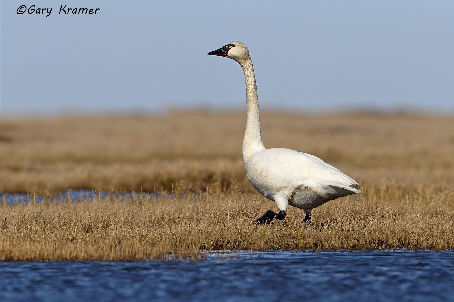 Tundra Swan (Cygnus columbianus) Tundra Swan (Cygnus columbianus)- NBWT#251d