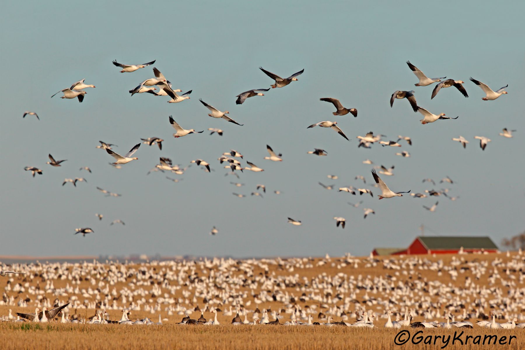 Lesser Snow Goose/Ross's Goose (Anser caerulescens/Anser rossii) - NBWSgr#314d(2)