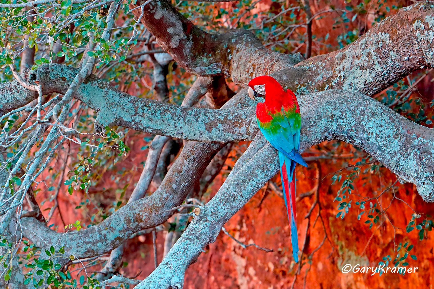 Red and Green Macaw (Ara chloropetera) Red and Green Macaw (Ara chloropetera) - SBMrg#008d
