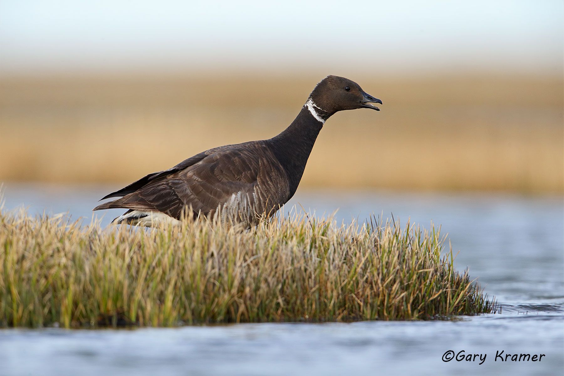 Black (Pacific) Brant (Branta bernicla nigricans) Black (Pacific) Brant (Branta bernicla nigricans) - NBWBp#672d