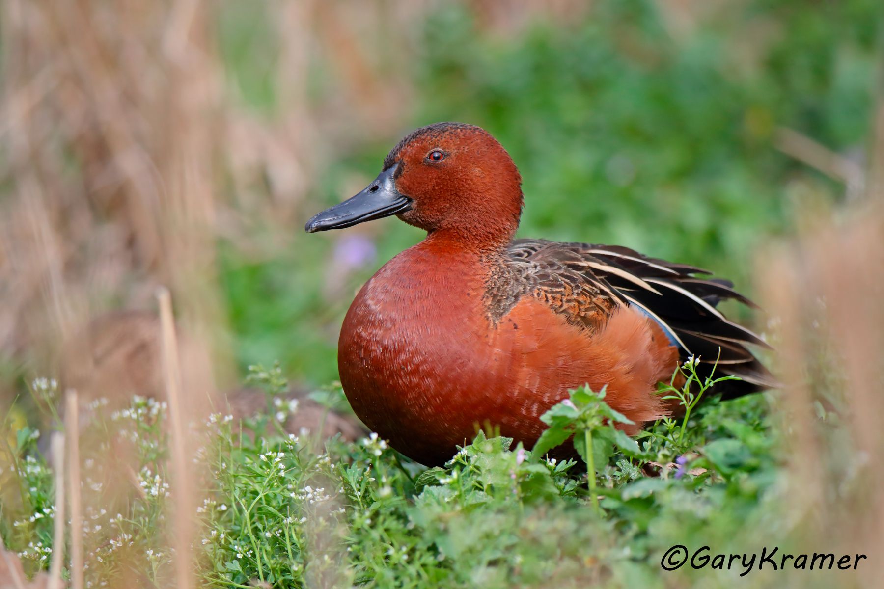 Cinnamon Teal (Spatula cyanoptera)  Cinnamon Teal (Spatula cyanoptera) - NBWTc#699d