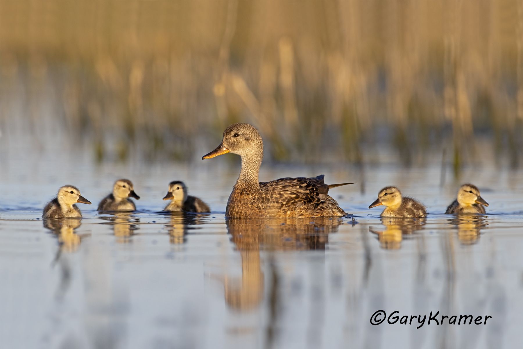 Gadwall (Anas strepera) - NBWG#2776d