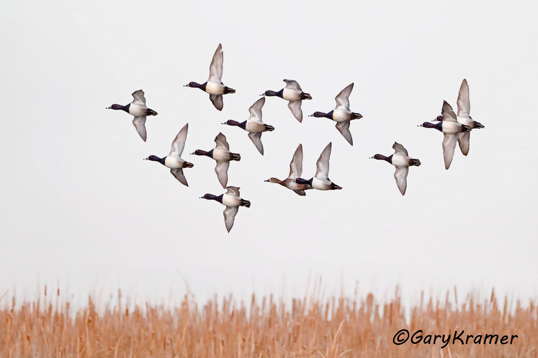 Ring-necked Duck (Aythya collaris) Ring-necked Duck (Aythya collaris) - NBWRn#955d
