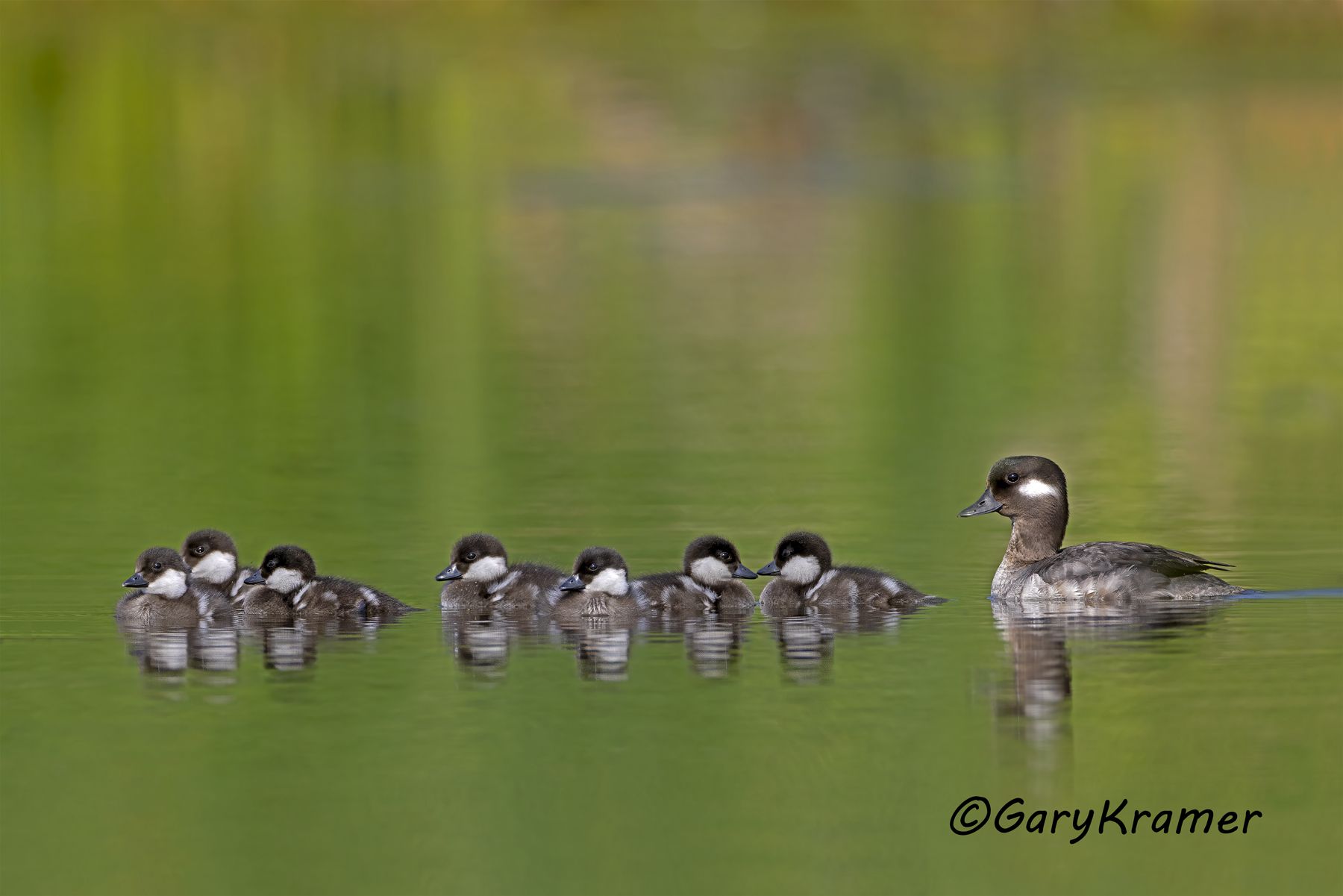 Bufflehead (Bucephala albeola) Bufflehead (Bucephala albeola) - NBWB#739d(2)