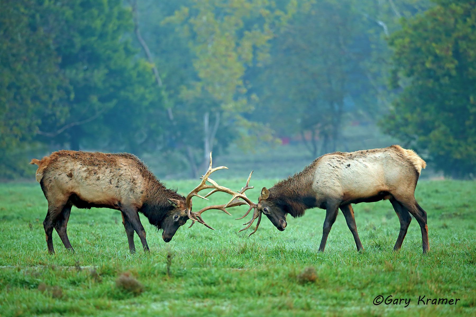 Rocky Mountain Elk (Cervus elaphus nelsoni) - NMERm#2218d