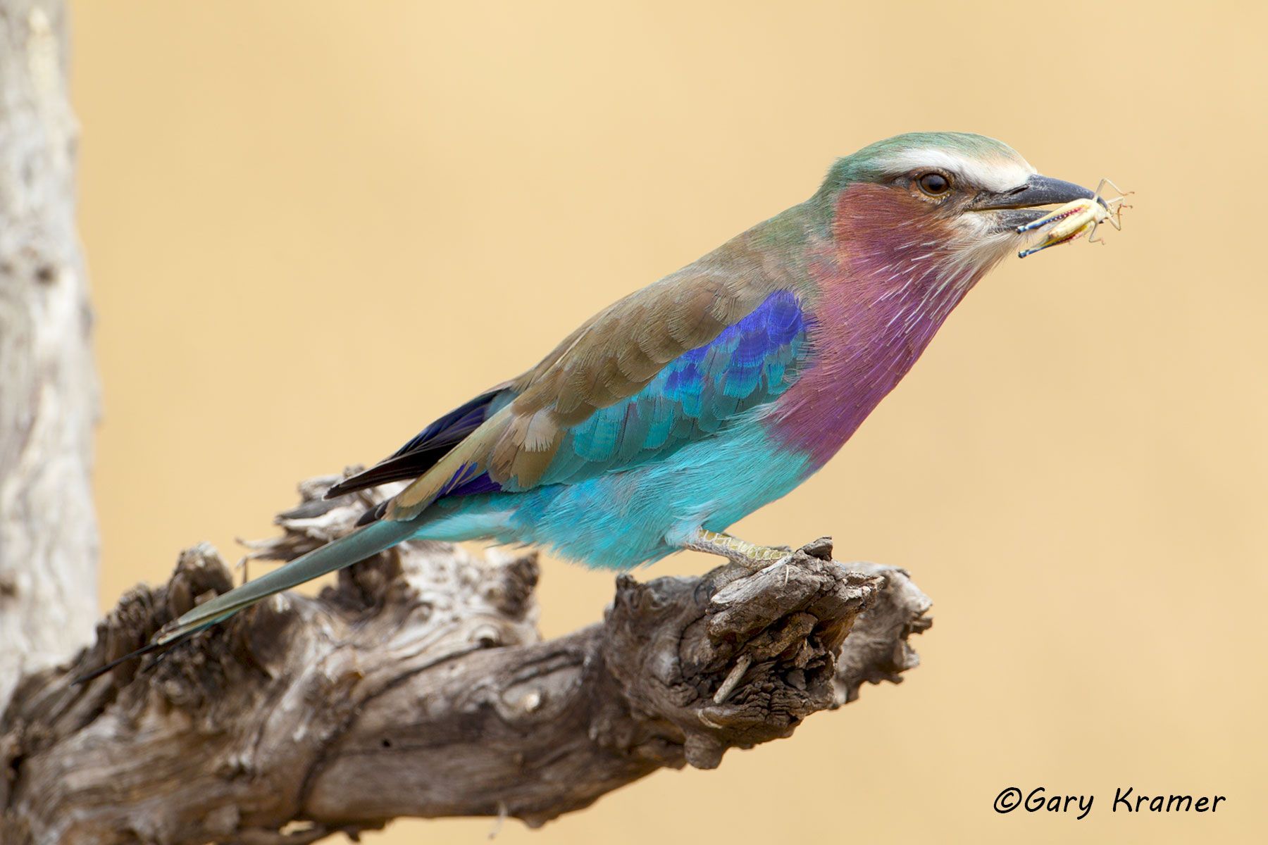 Lilac-breasted roller (Coracias caudata) - ABRl#125d