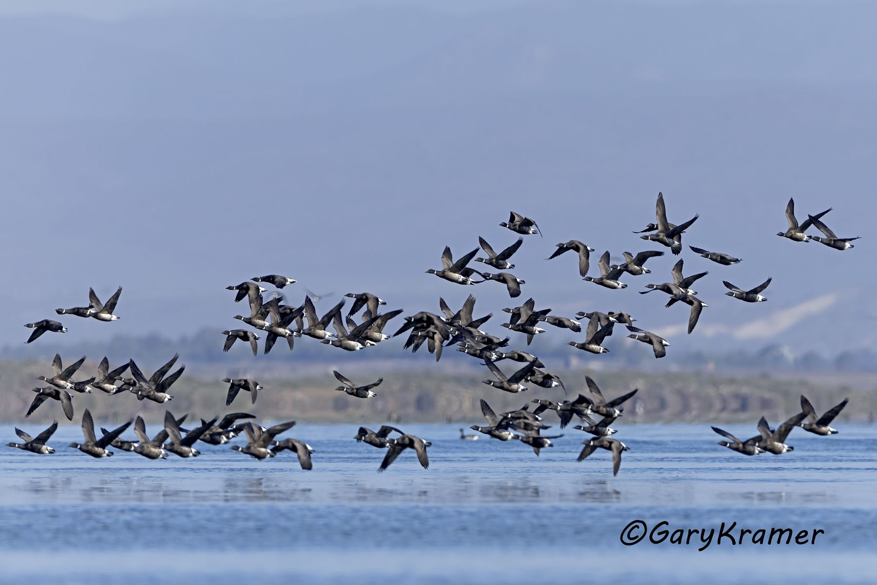 Black (Pacific) Brant (Branta bernicla nigricans) - NBWBp#1632d