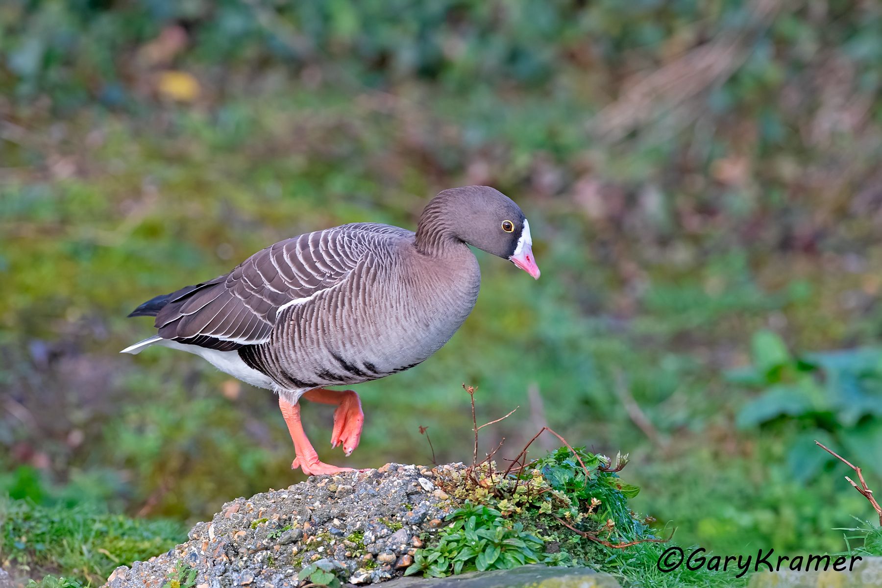 Lesser White-fronted Goose (Anser erythropus)  Lesser White-fronted Goose (Anser erythropus) - EBWGl#065d