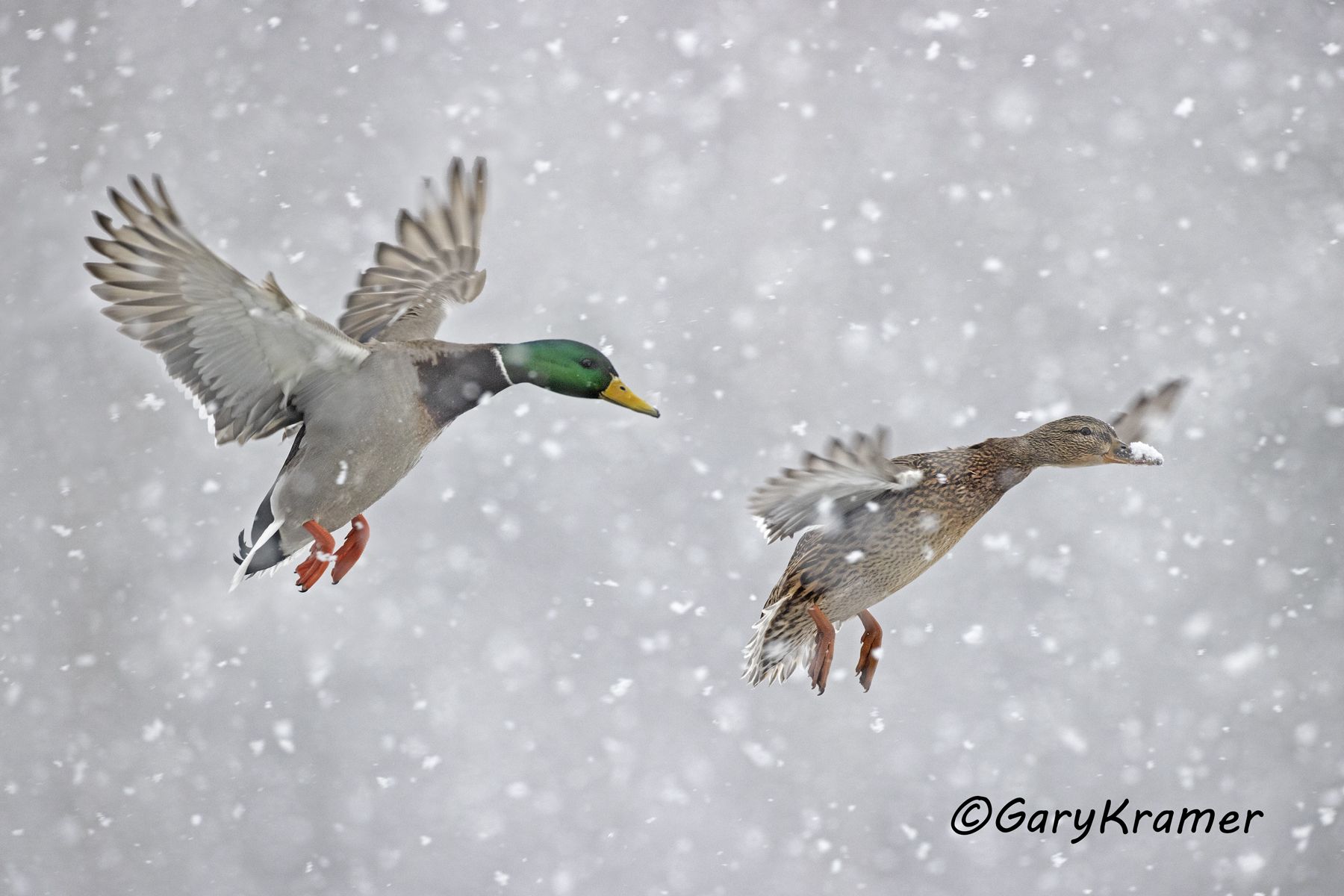 Mallard (Anas platyrhynchos) - NBWM#5757d(2)