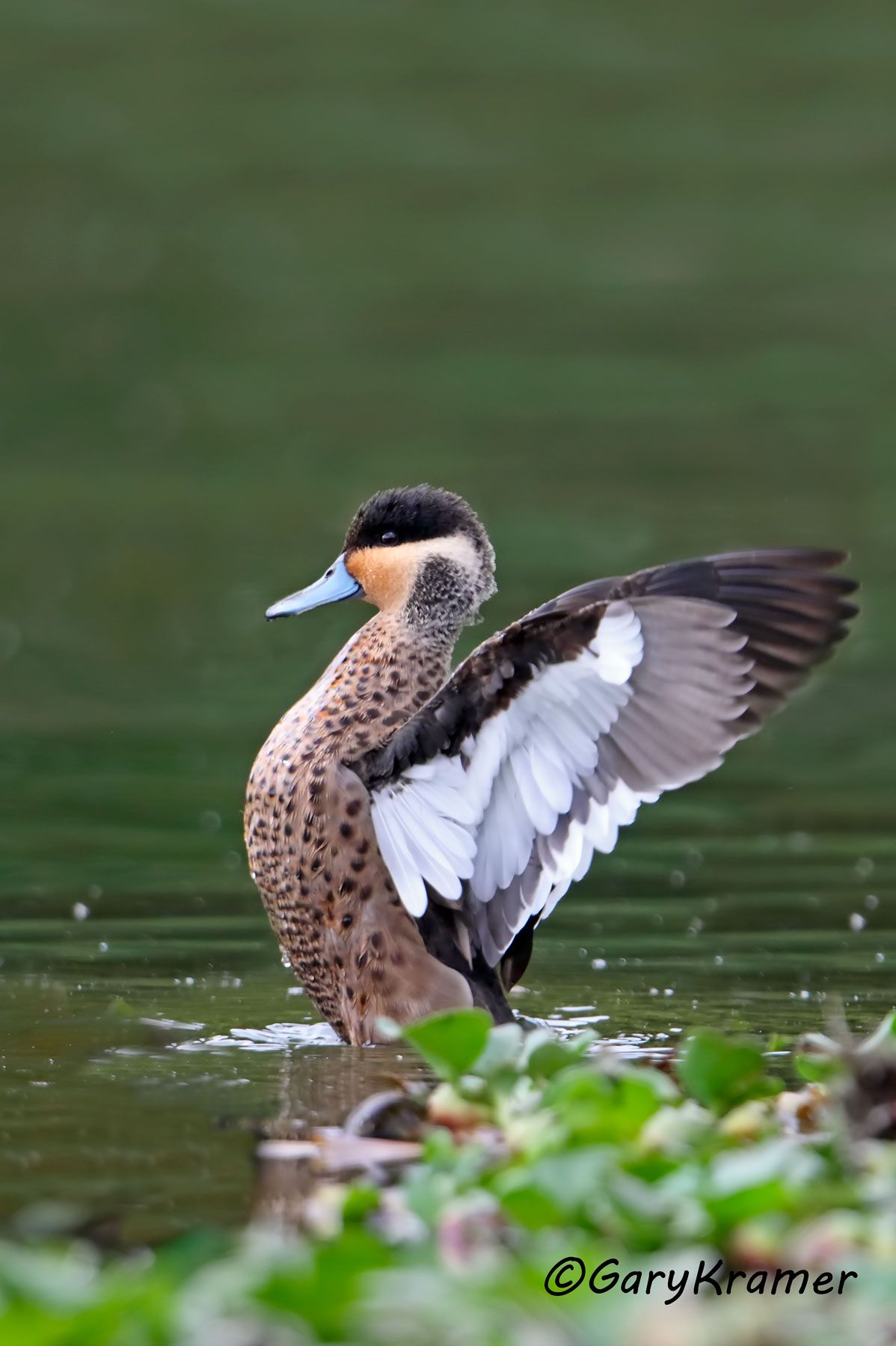 Hottentot Teal (Spatula hottentota)  Hottentot Teal (Spatula hottentota) - ABWT#047d(2) (Madagascar)