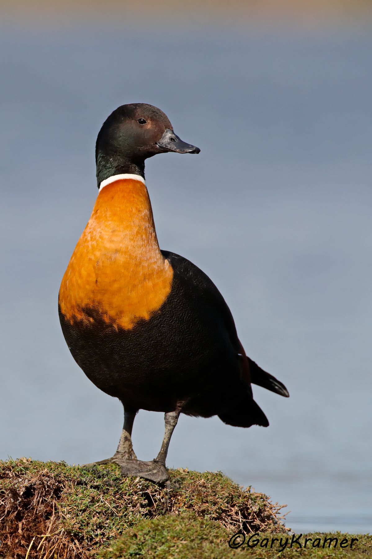 Australian Shelduck (Tadorna tadornoides)  Australian Shelduck (Tadorna tadornoides) - OBWA#106d(2)