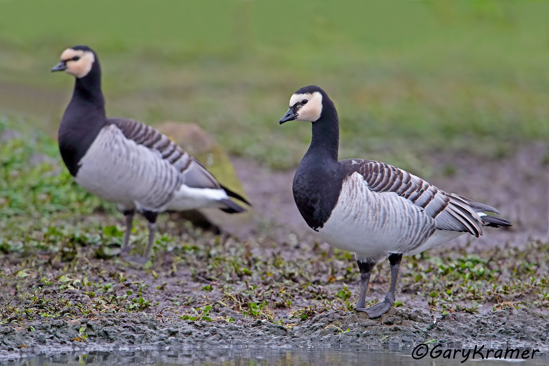 Barnacle Goose (Branta leucopsis)  Barnacle Goose (Branta leucopsis) - EBWGb#028d