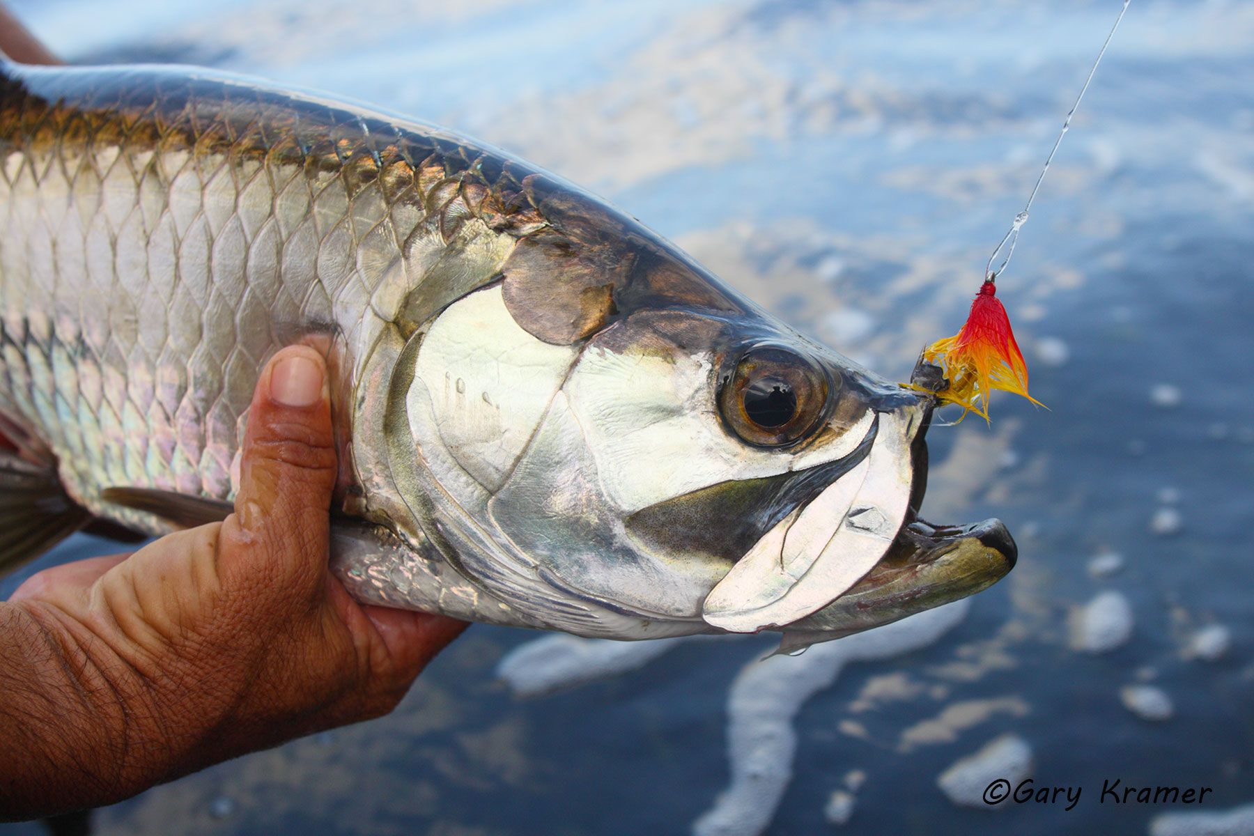 Tarpon with fly, Mexico - NFTfy#013d.jpg