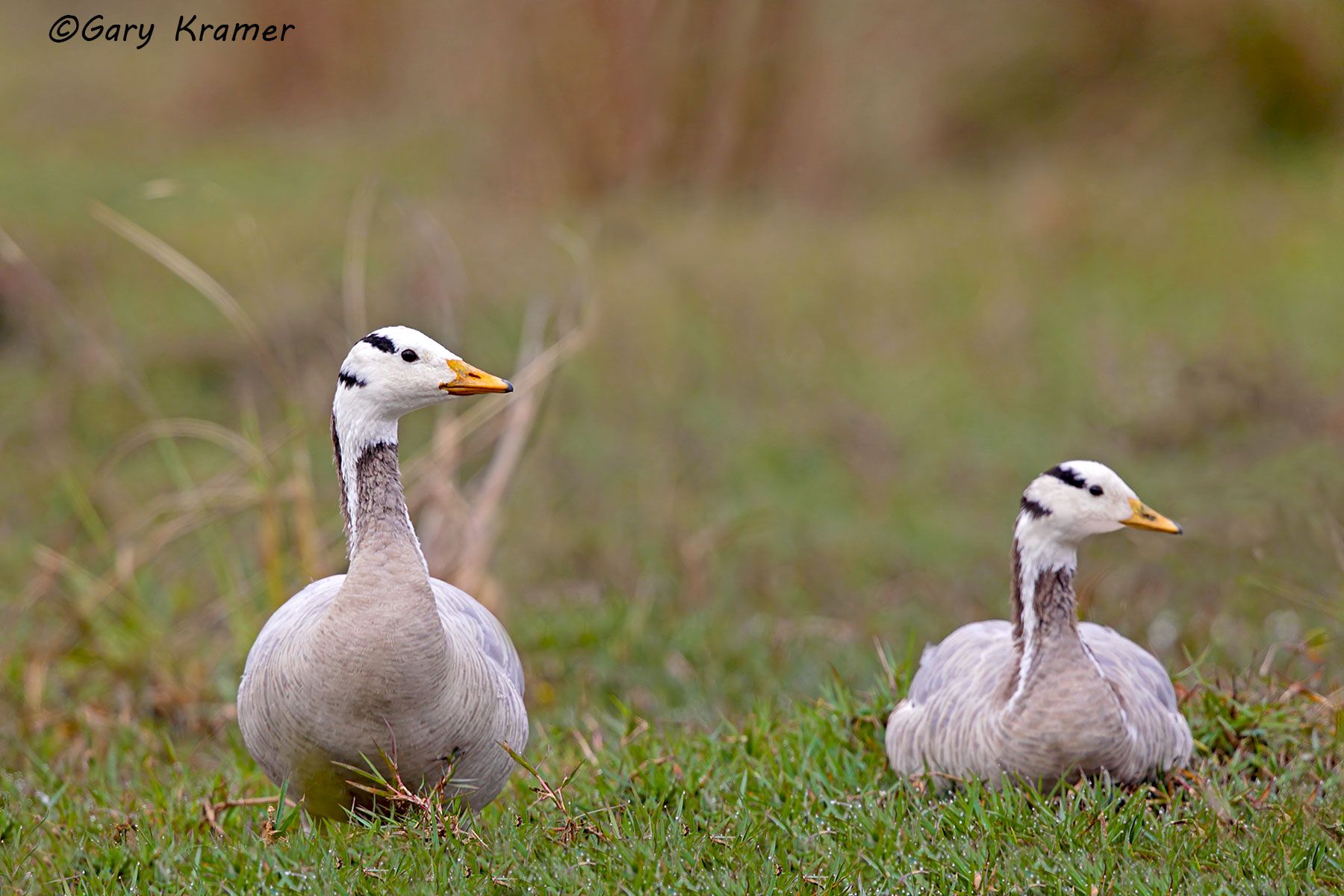Bar-headed Goose (Anser indicus) India - EBWGb#053d