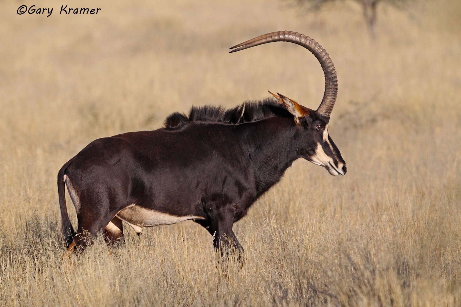 Kudu - Sable - Gemsbok - Gary Kramer Photographer / Writer