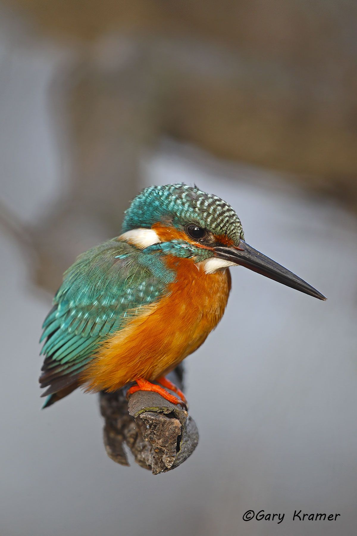 Common Kingfisher (Alcedo atthis) Common Kingfisher (Alcedo atthis) - EBTKc#014d