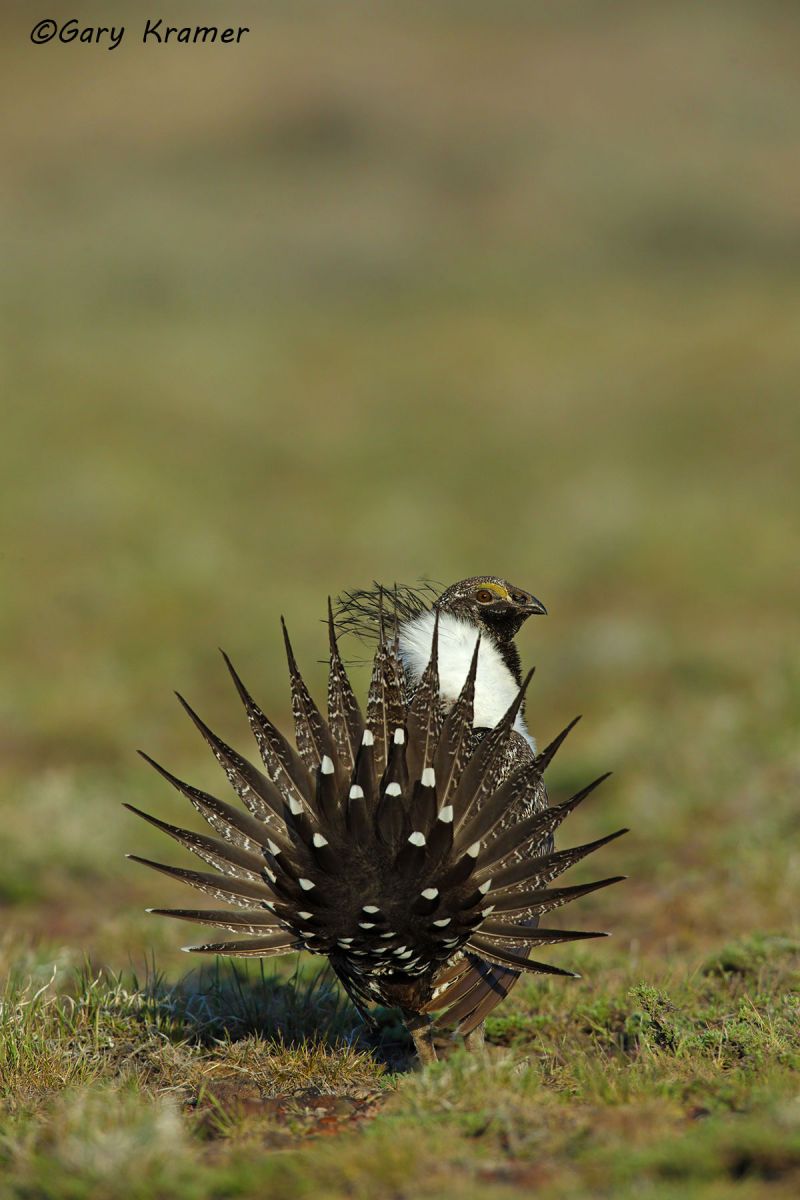 Greater Sage Grouse (Centrocercus urophasianus) - NBGGs#1307d