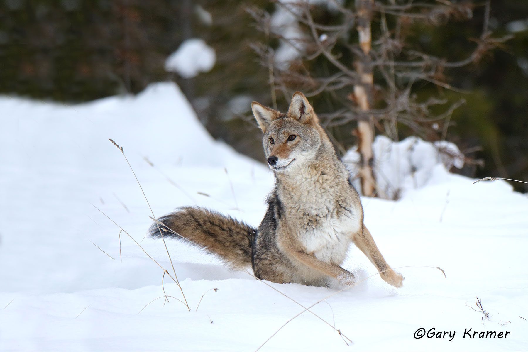 Coyote (Canis latrans) - NMC#1272d