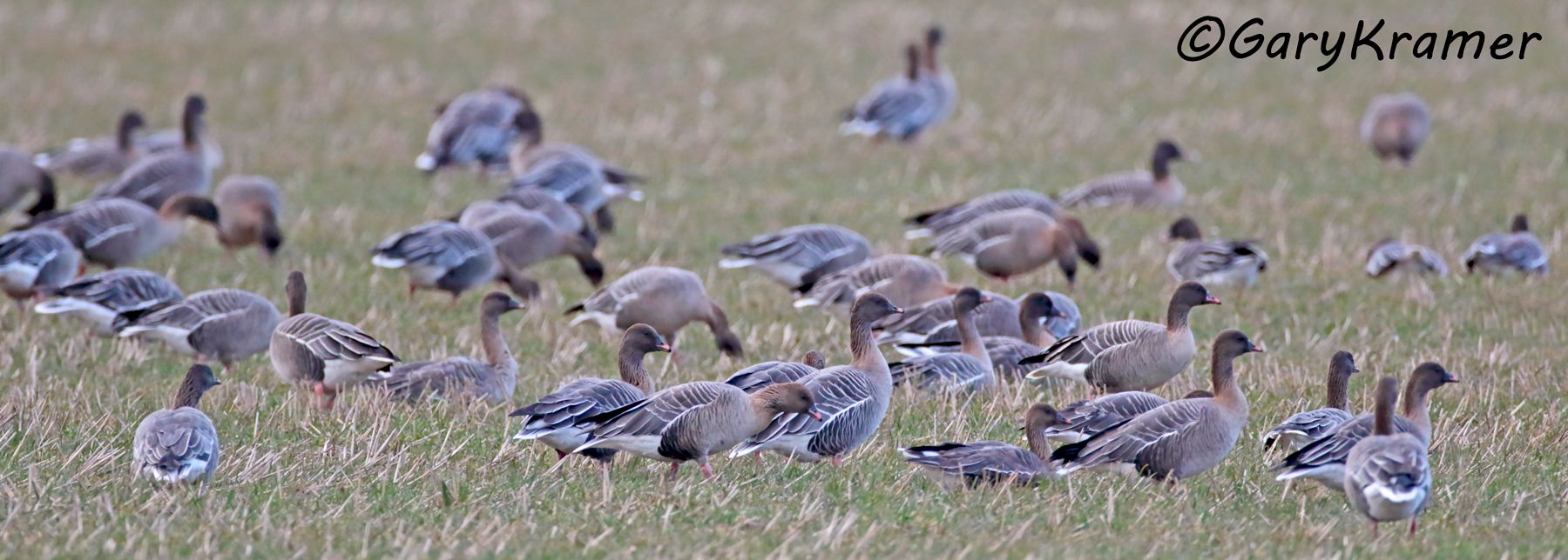 Pink-footed Goose (Anser brachyrhychus)  Pink-footed Goose (Anser brachyrhychus) - EBWGp#066d(2)