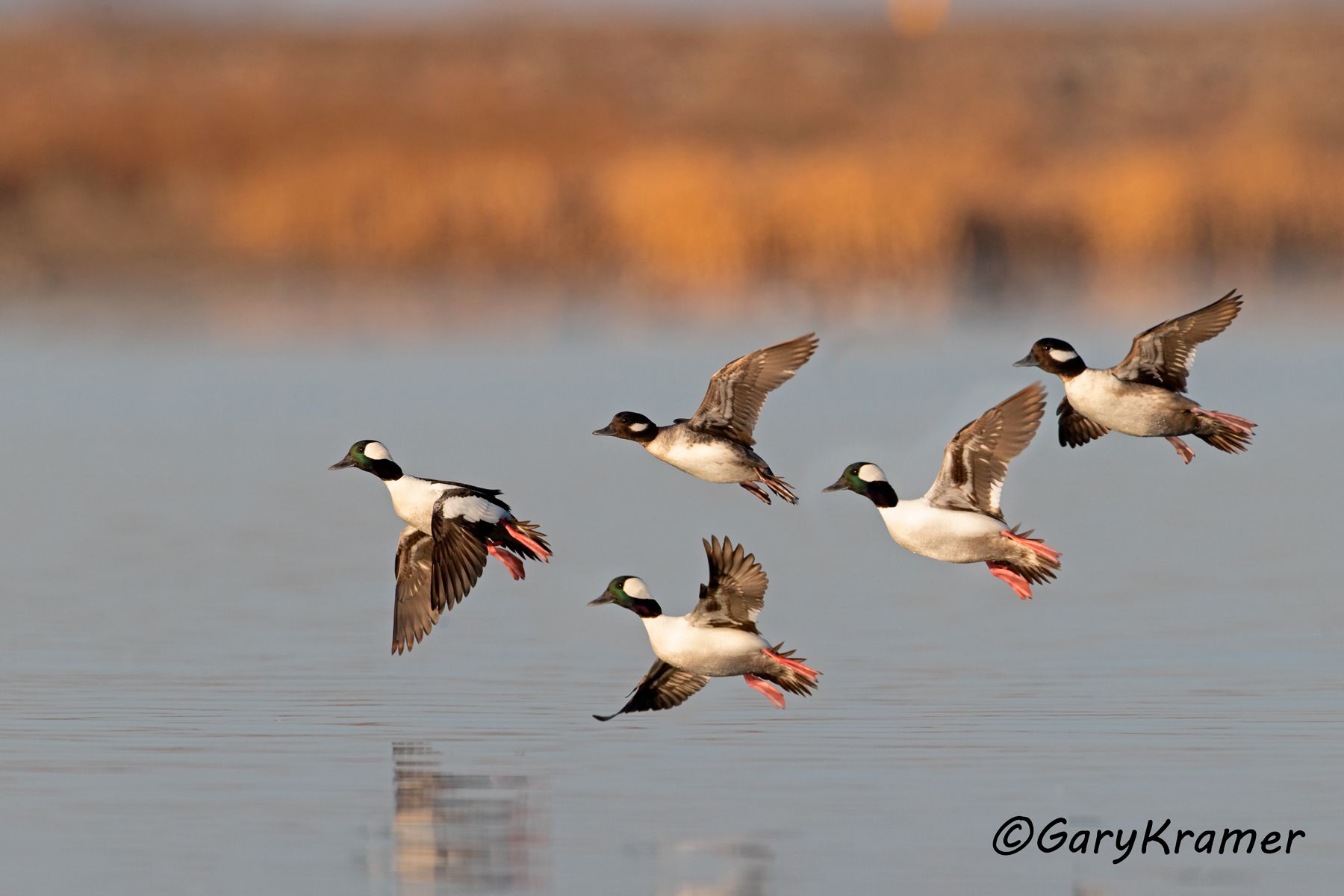 Bufflehead (Bucephala albeola) Bufflehead (Bucephala albeola) - NBWB#516d(3)