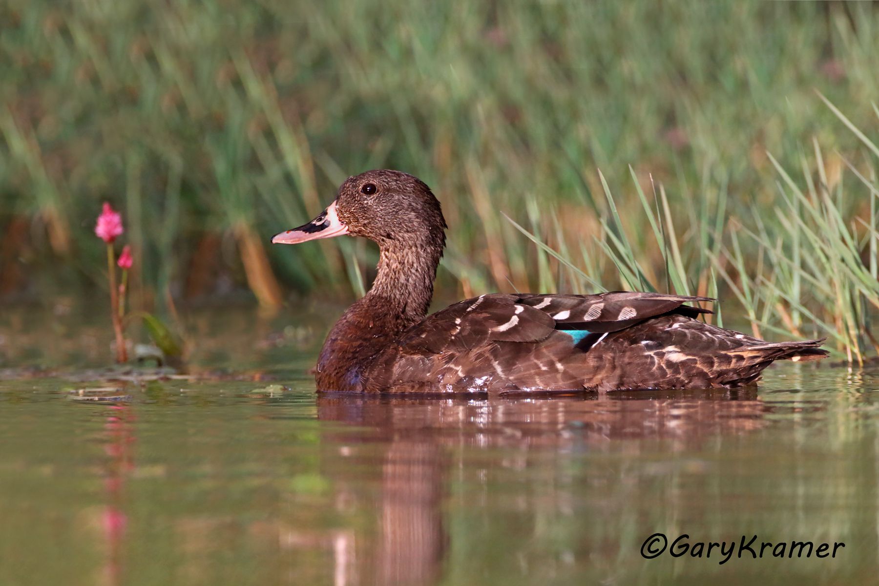 African Black Duck (Anas sparsa)  African Black Duck (Anas sparsa) - ABWB#102d (Ethiopia)