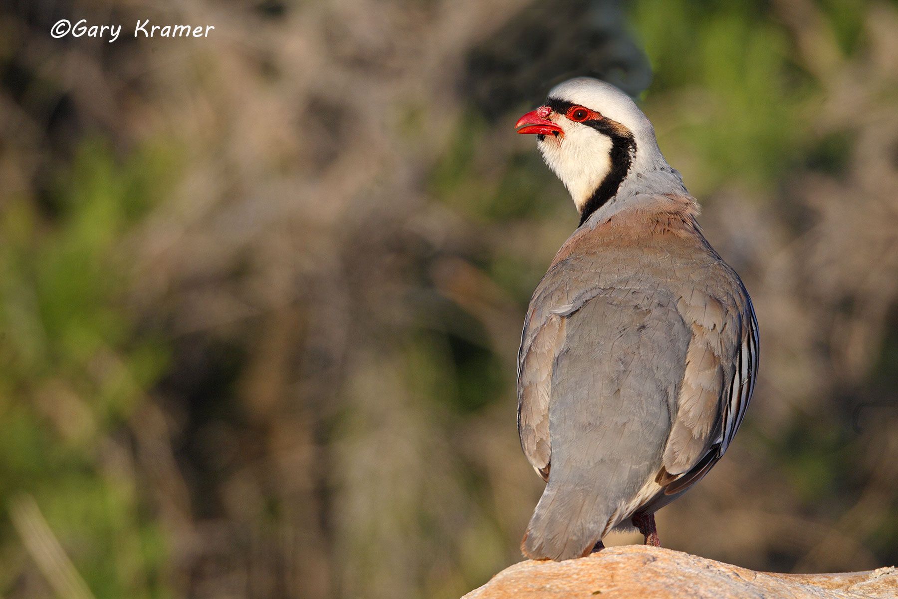 Chukar (Alectoris chukar) Chukar (Alectoris chukar) - NBGC#348d