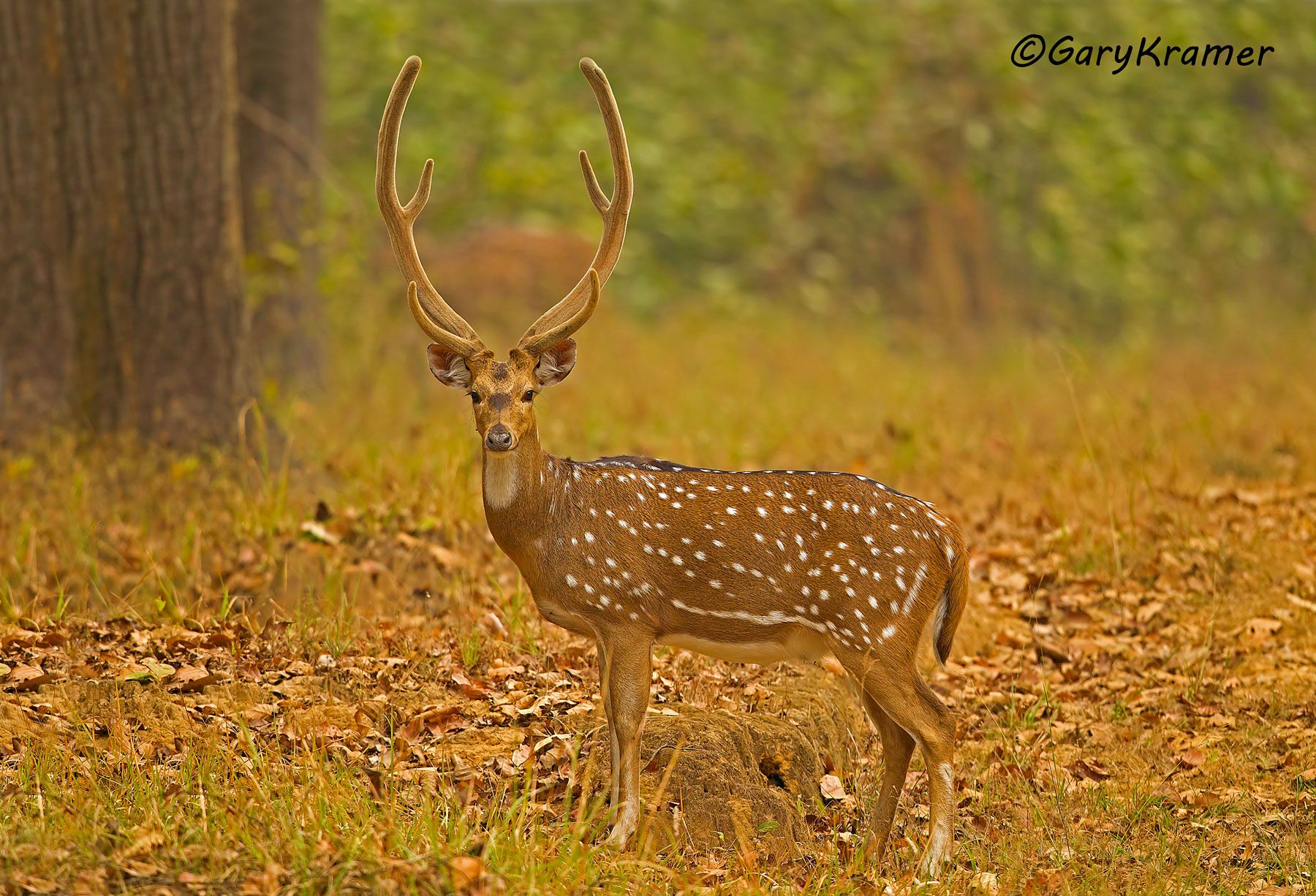 Axis Deer (Chital) (Axis axis) - EMDa#114d