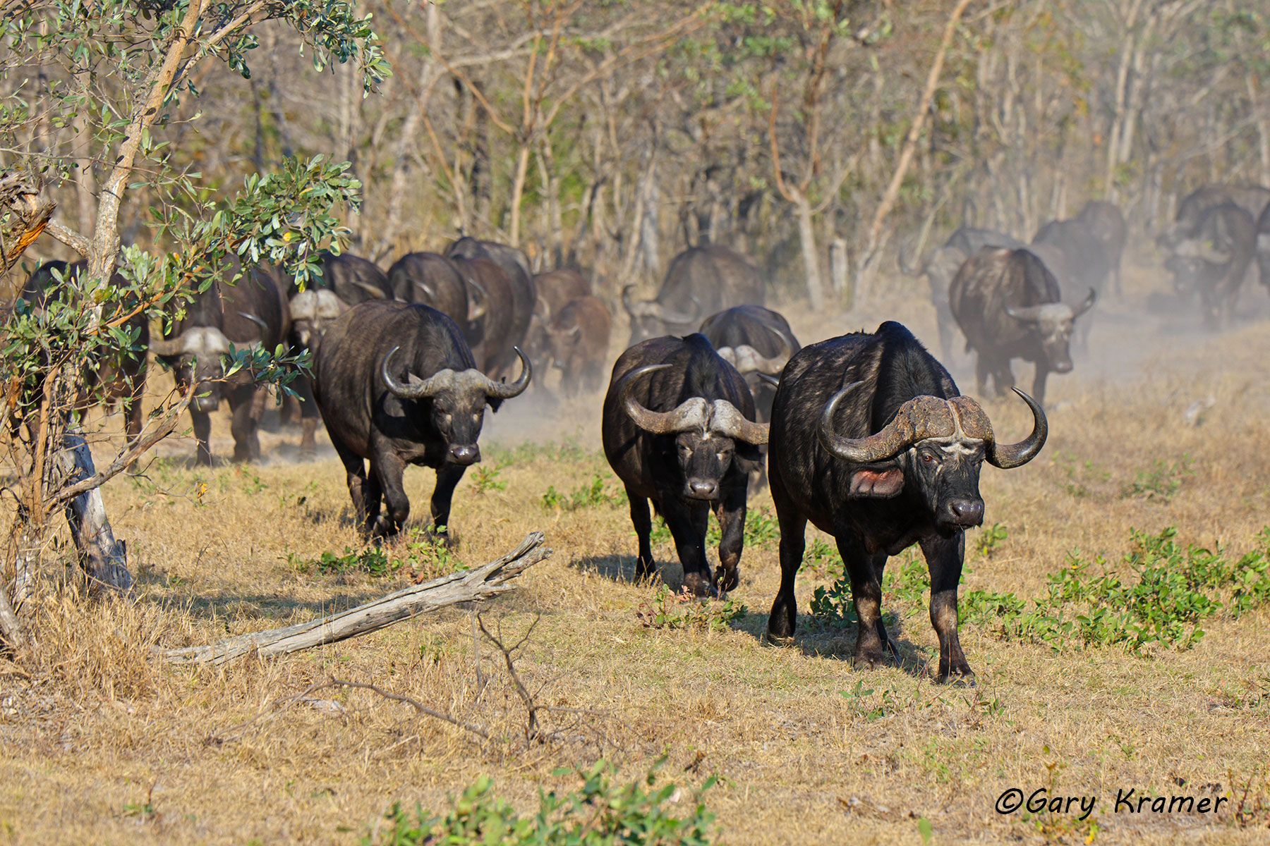 Cape Buffalo (Syncerus caffer) Cape Buffalo (Syncerus caffer) - AMB#1390d