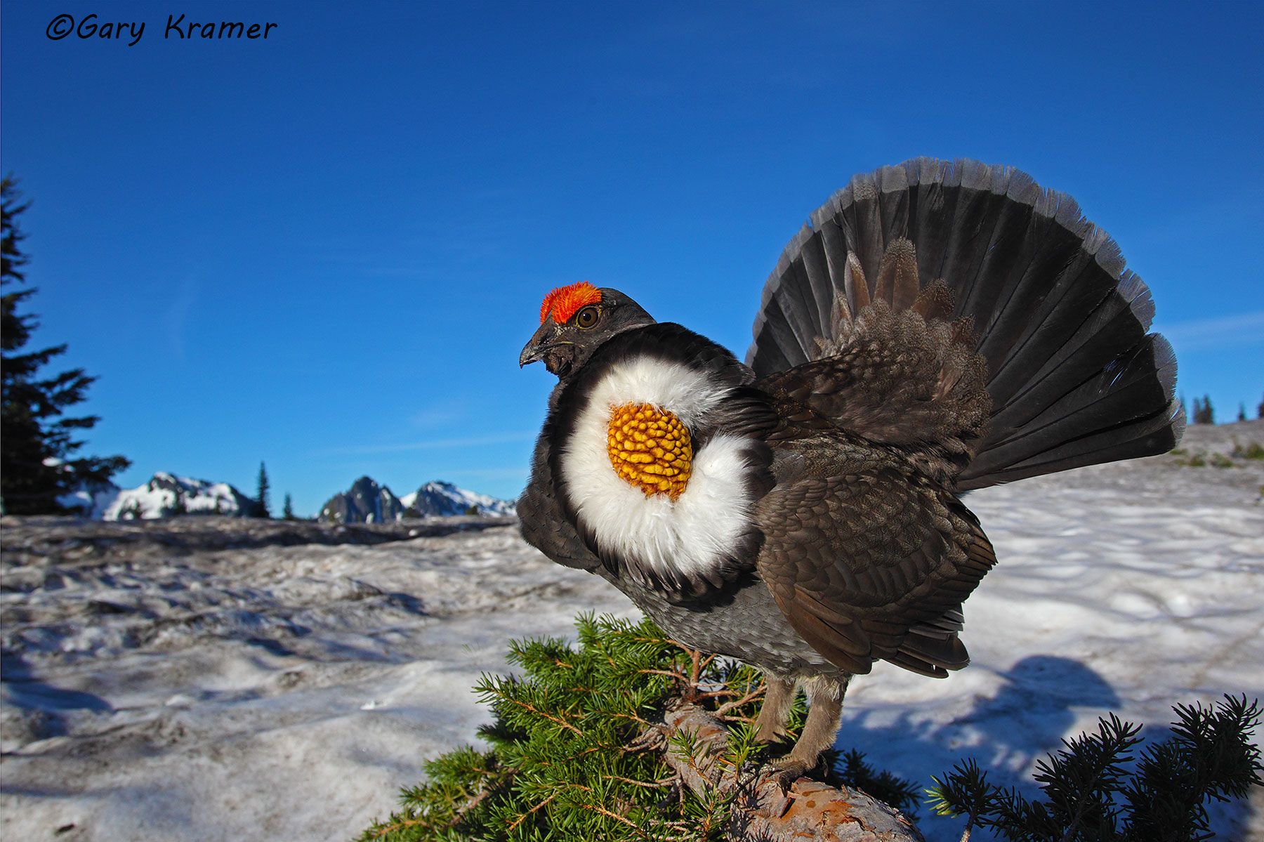 Sooty Grouse (Dendragapus fuliginosus) Sooty Grouse (Dendragapus fuliginosus) - NBGsf#1116d