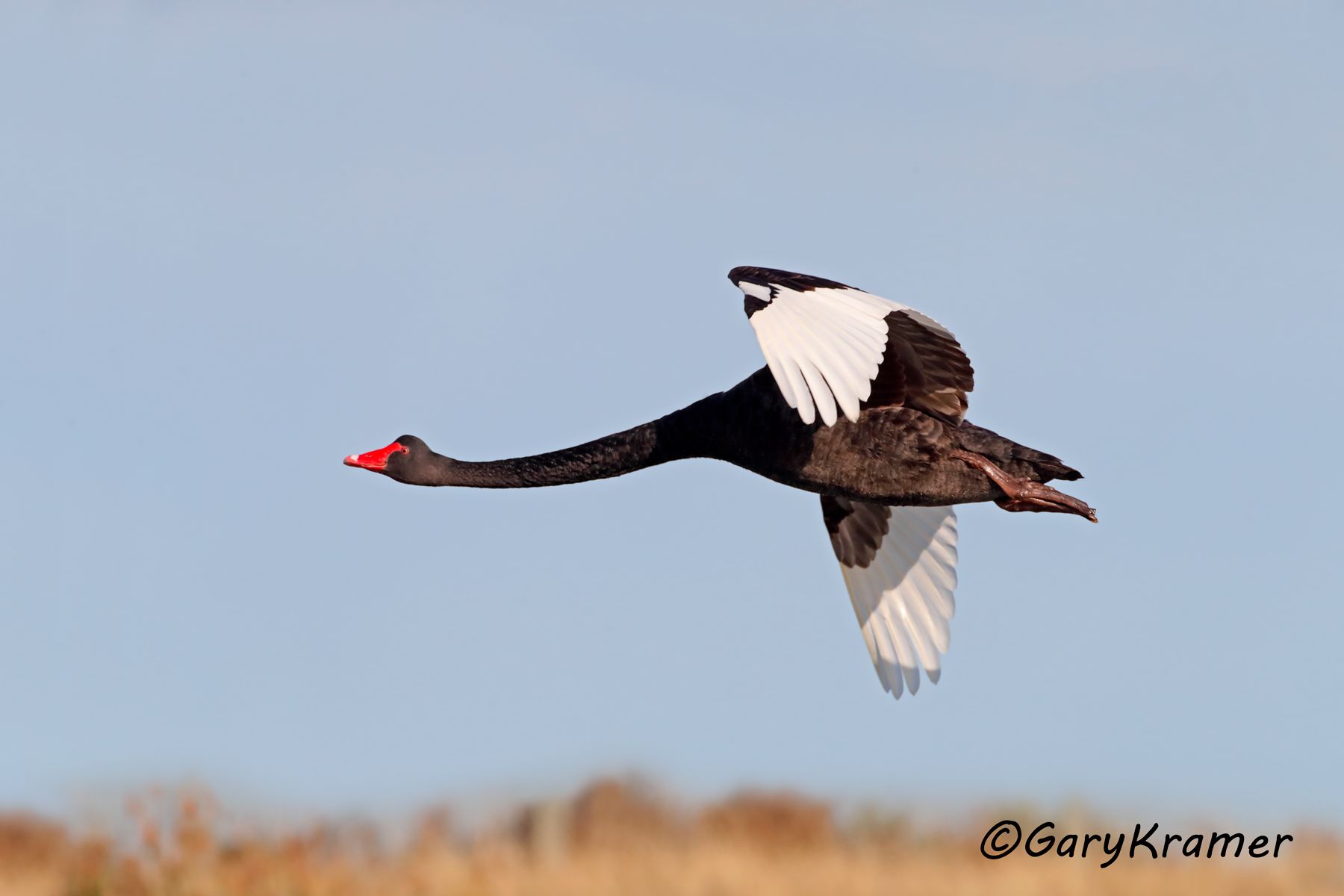 Black Swan (Cygnus atratus)  Black Swan (Cygnus atratus) - OBWSbc#294d(2)