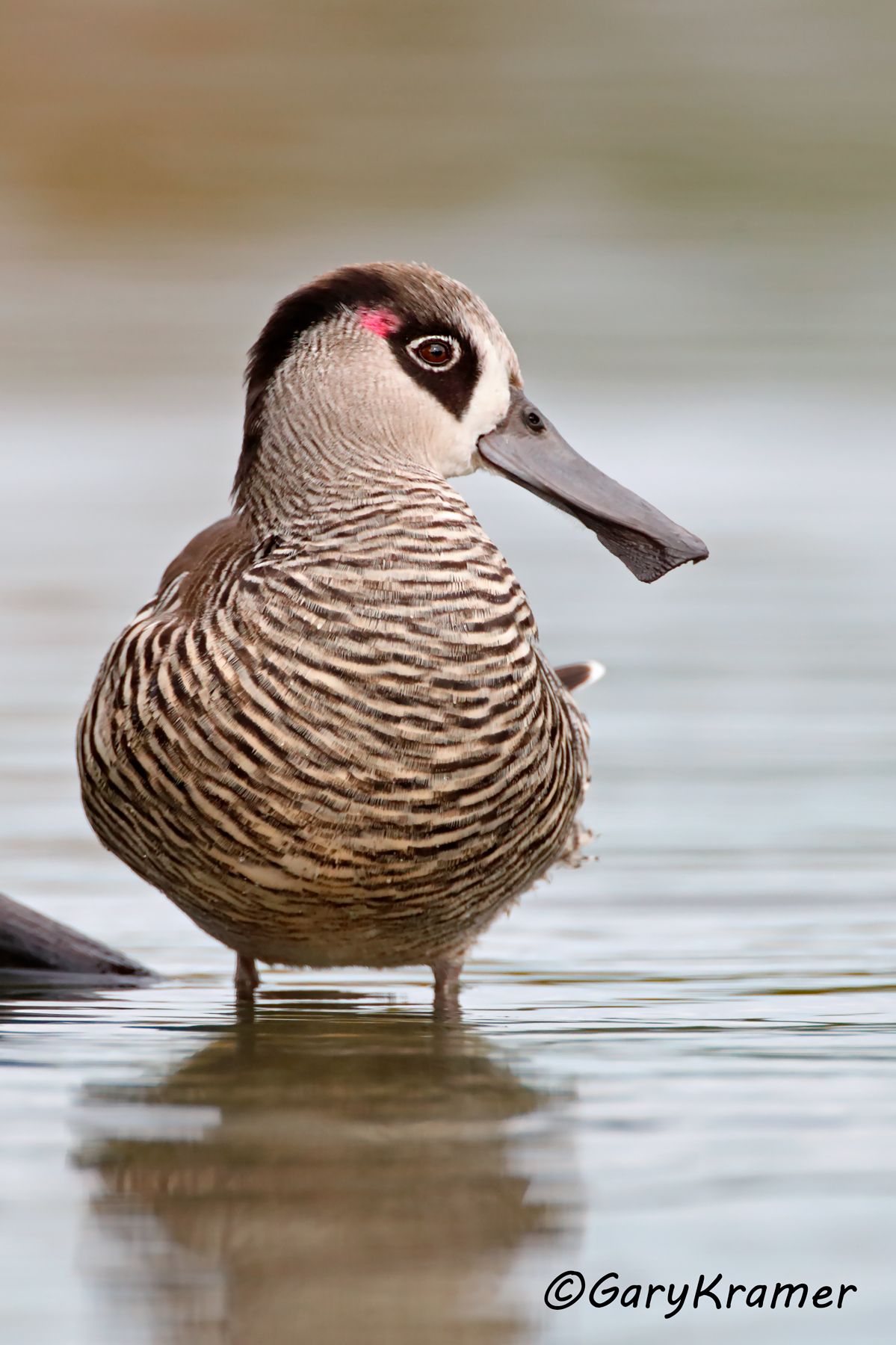 Pink-eared Duck (Malacorhynchus membranaceus)  Pink-eared Duck (Malacorhynchus membranaceus) - OBWP#249d(2)