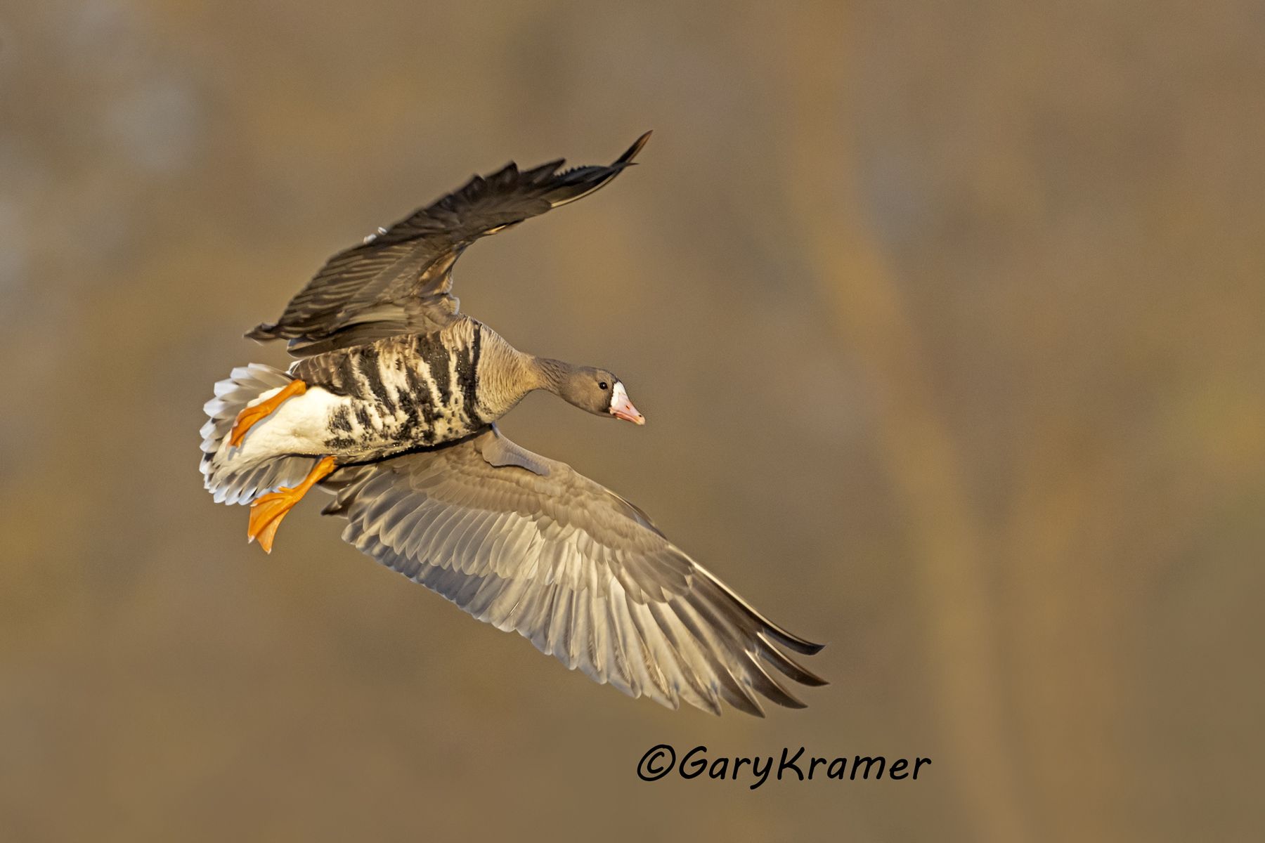 White-fronted Goose (Anser albifrons)  - NBWWf#3317d