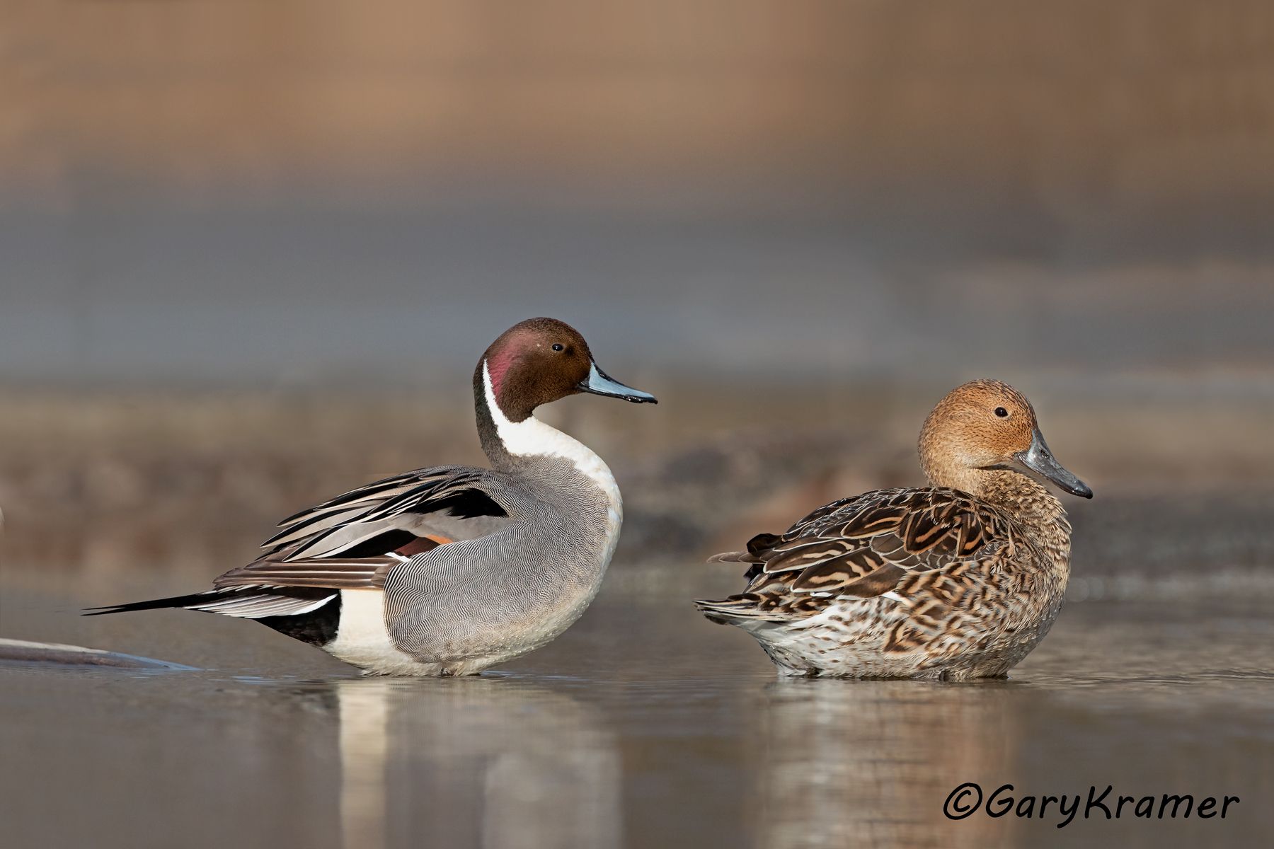 Northern Pintail (Anas acuta) - NBWP#028d(2)
