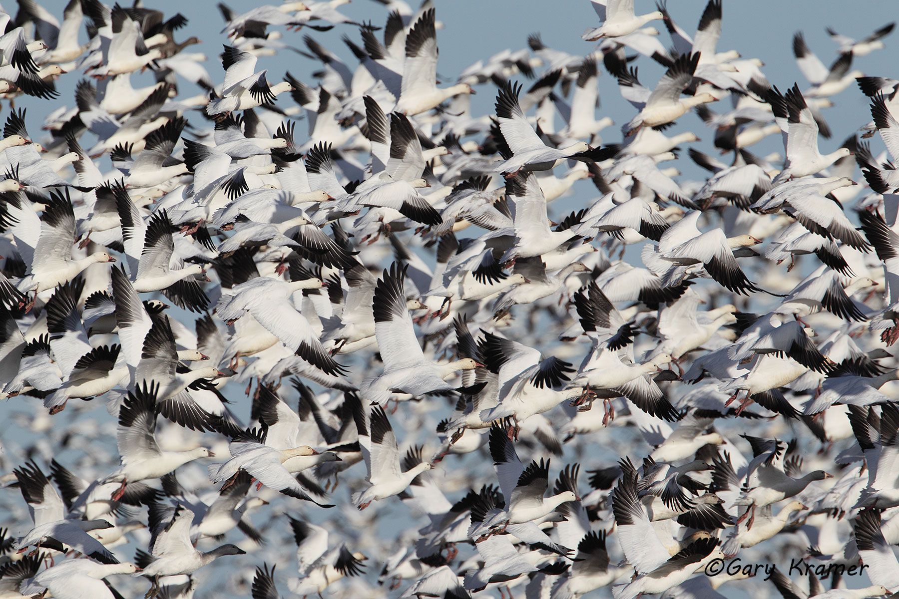 Lesser Snow Goose/Ross's Goose (Anser caerulescens/Anser rossii) - NBWSgr#216d