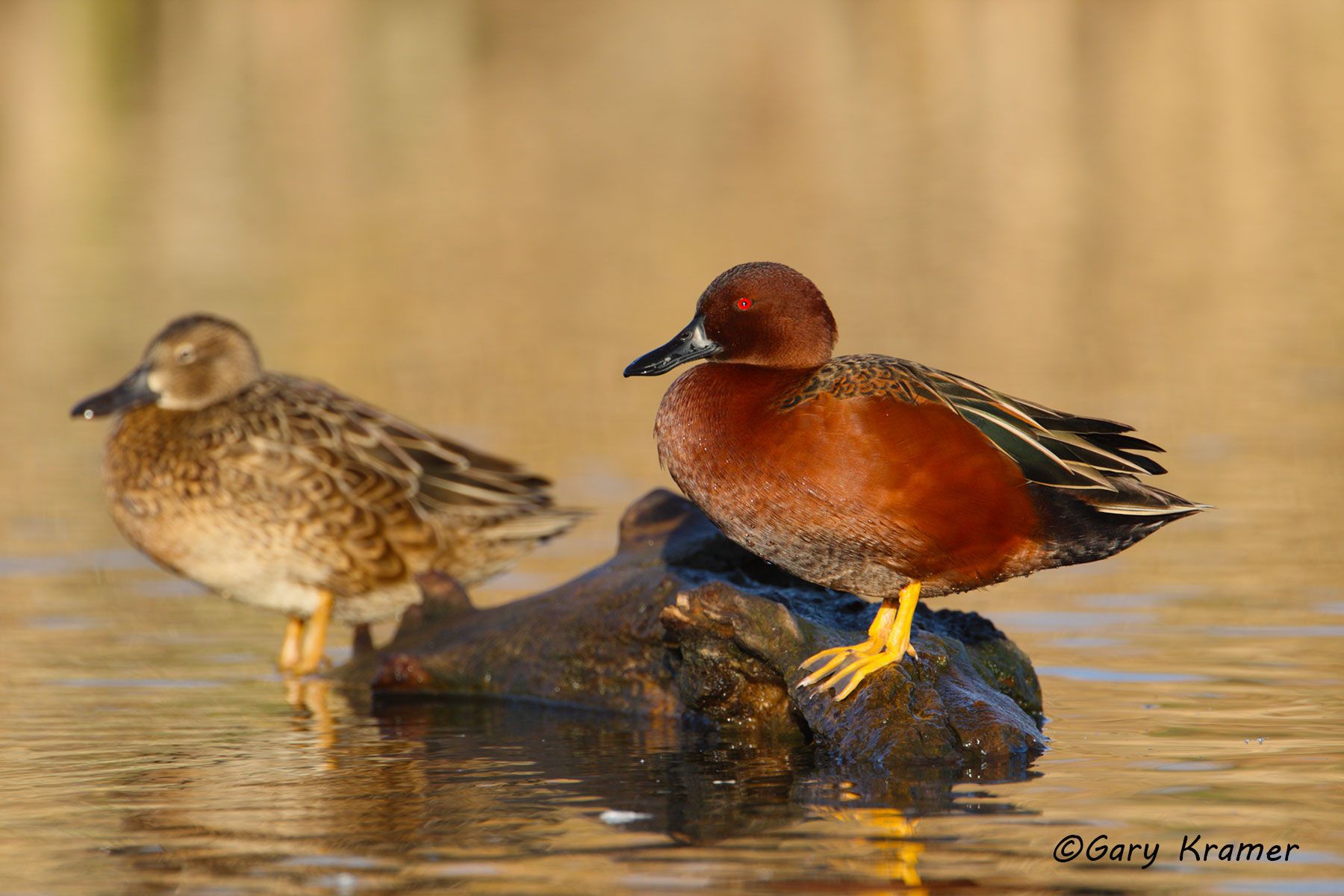 Cinnamon Teal (Spatula cyanoptera) by GaryKramer.net, 530-934-3873, gkramer@cwo.com Cinnamon Teal (Spatula cyanoptera) - NBWTc#258d